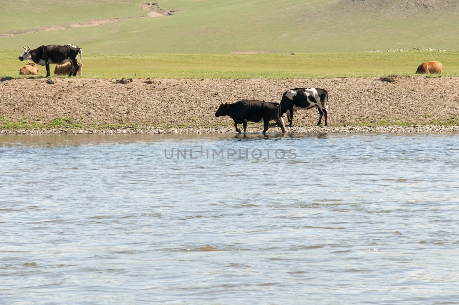 cows and bulls grazing in a nature reserve in Mongolia