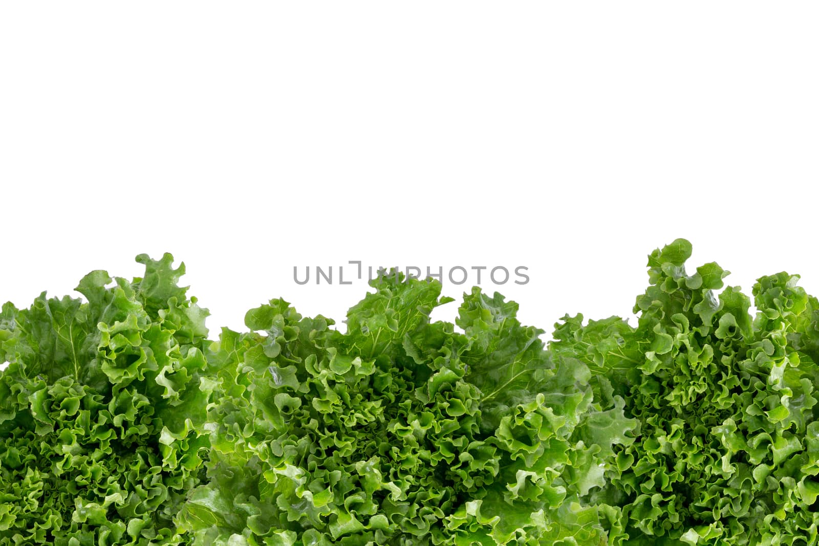 Bottom border of crisp fresh lettuce by coskun