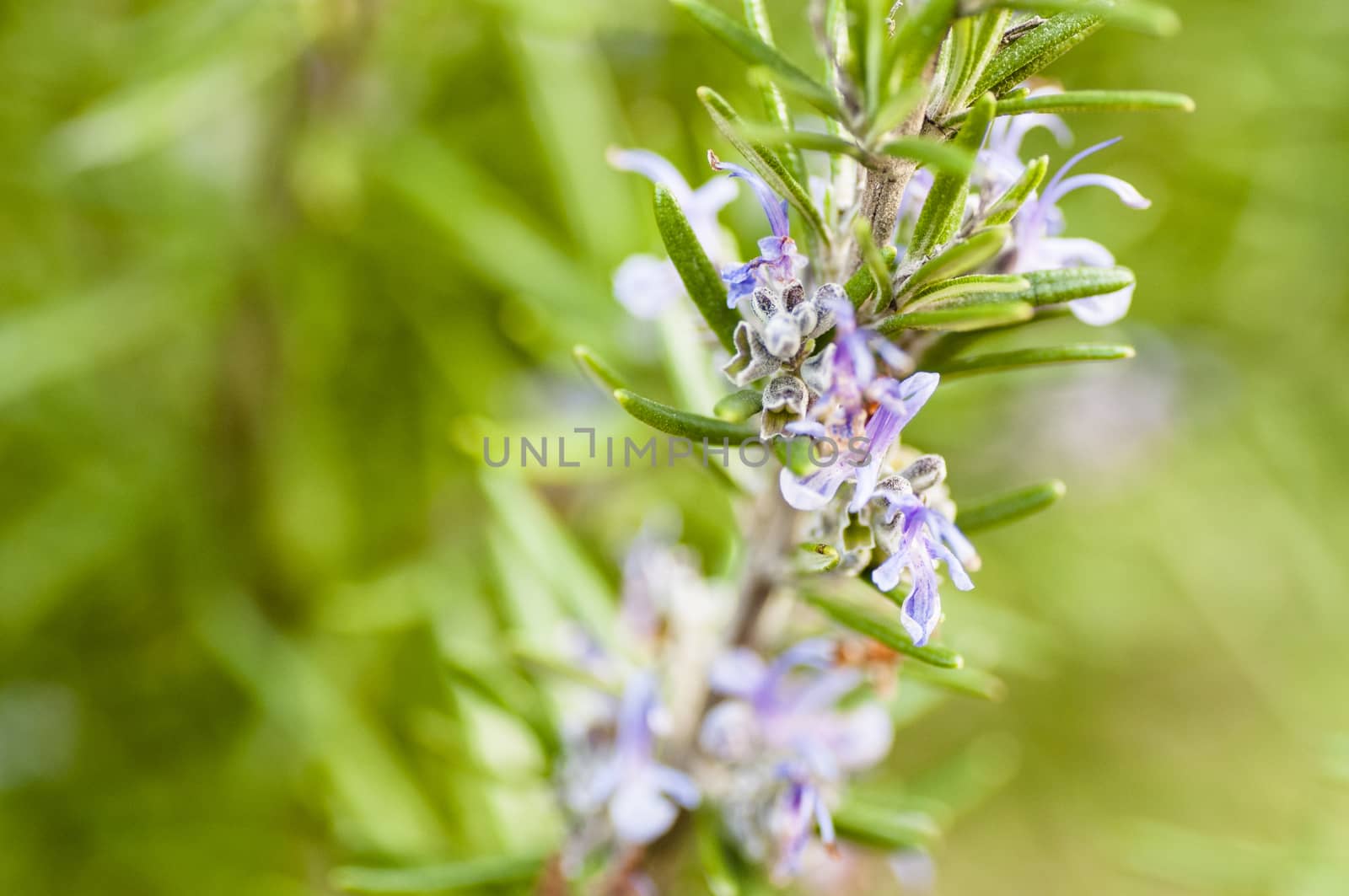 Rosemary is an attractive evergreen shrub with pine needle-like leaves.