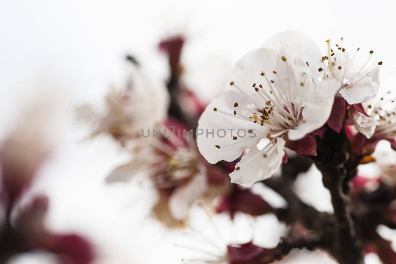 Beautiful pink flower cherry in full bloom on colored background