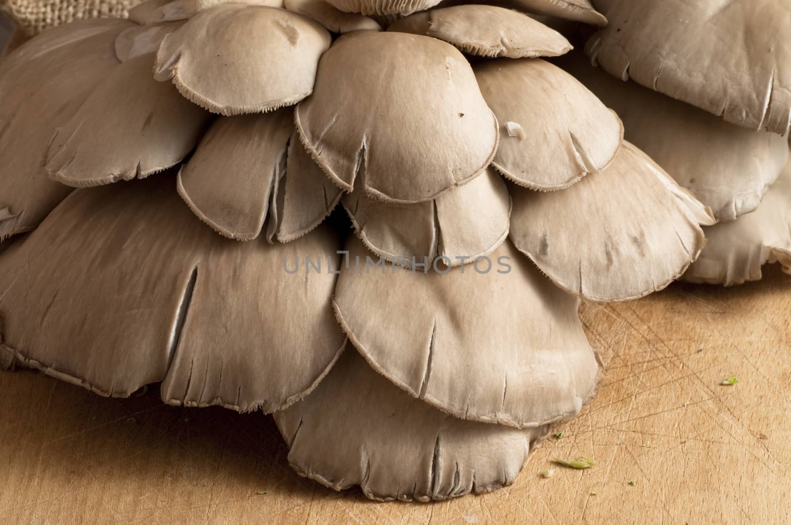 detail of a bunch of fresh mushrooms on a wooden board