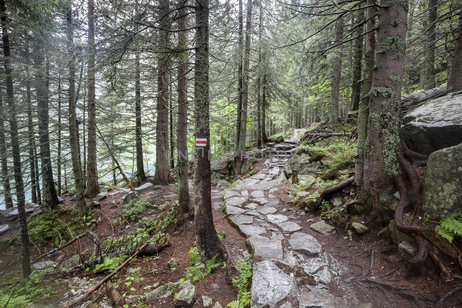 Mountain trail through forest in Tatry, Poland.
