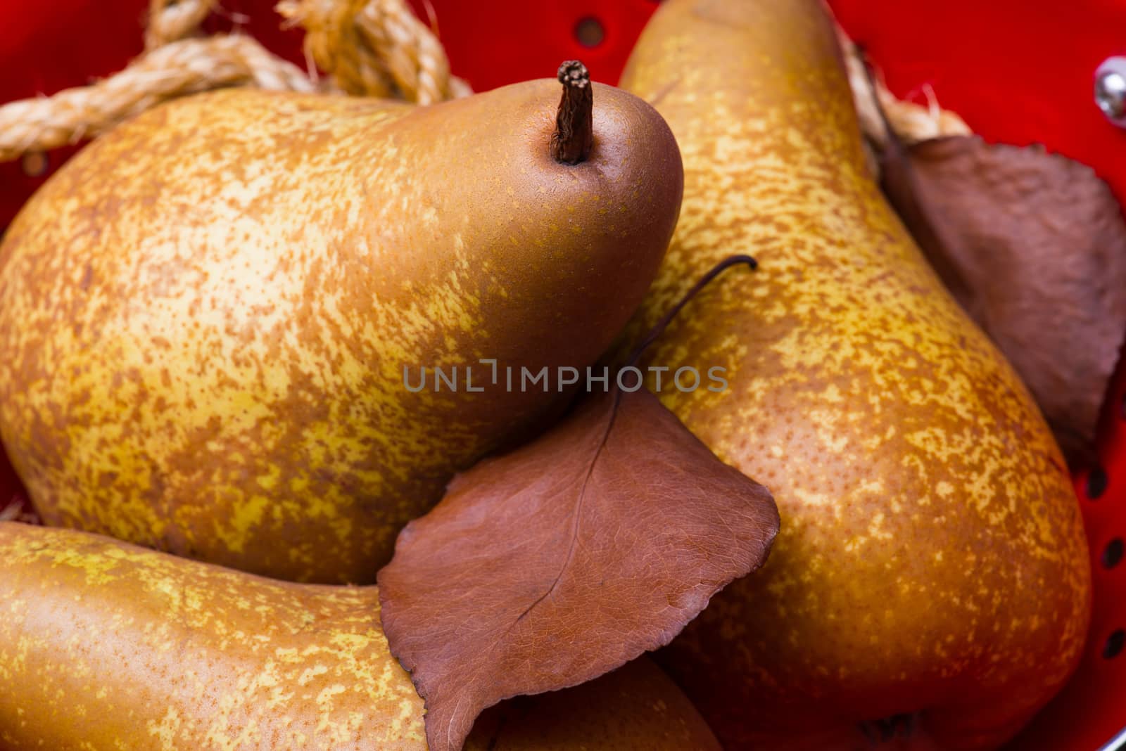 Two pears on a red colander with brown color wood background and ropes