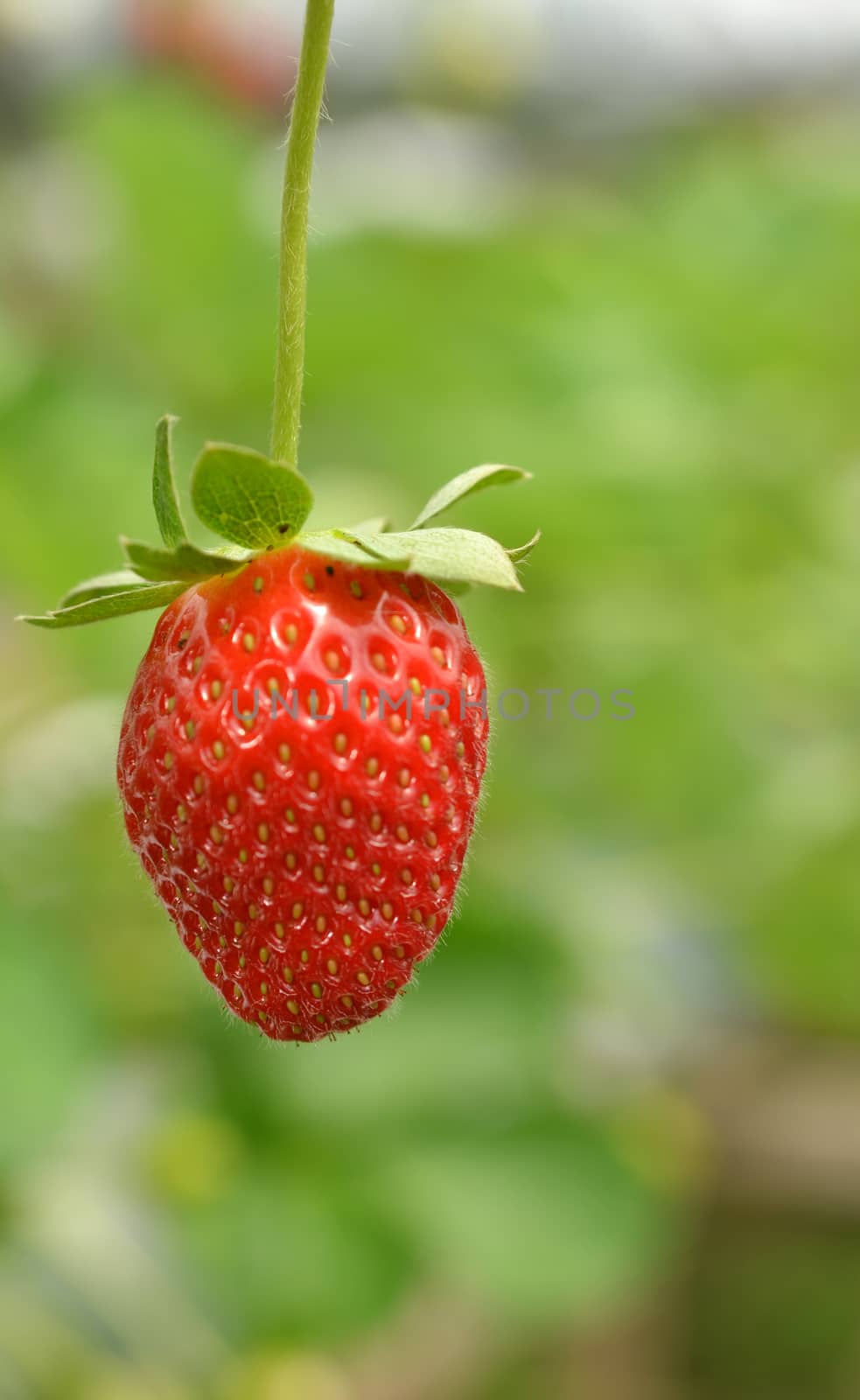 Strawberry growth in the strawberr farm in Genting Malaysia