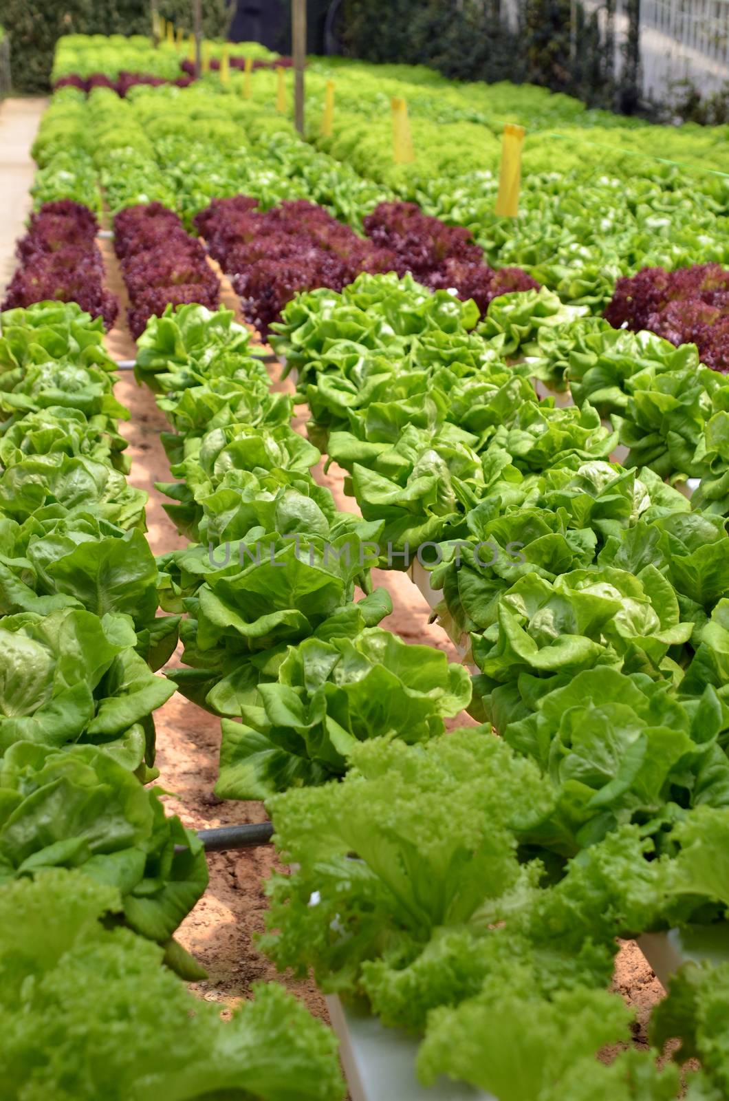 Hydroponic lettuce in greenhouse. The hydroponic greenhouse production system was designed for small operation