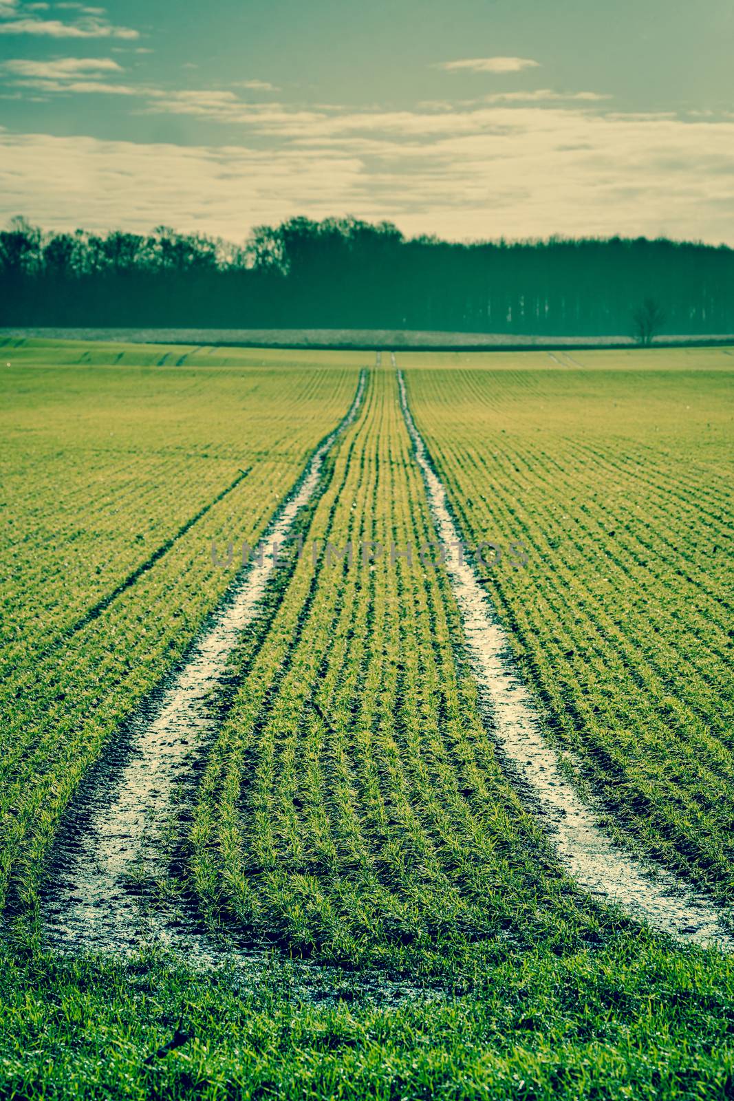 Green field with tracks by Sportactive