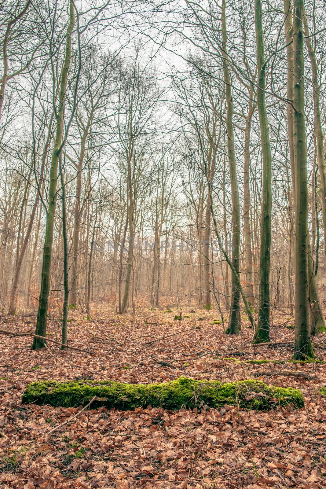 Forest scenery with trees in the autumn