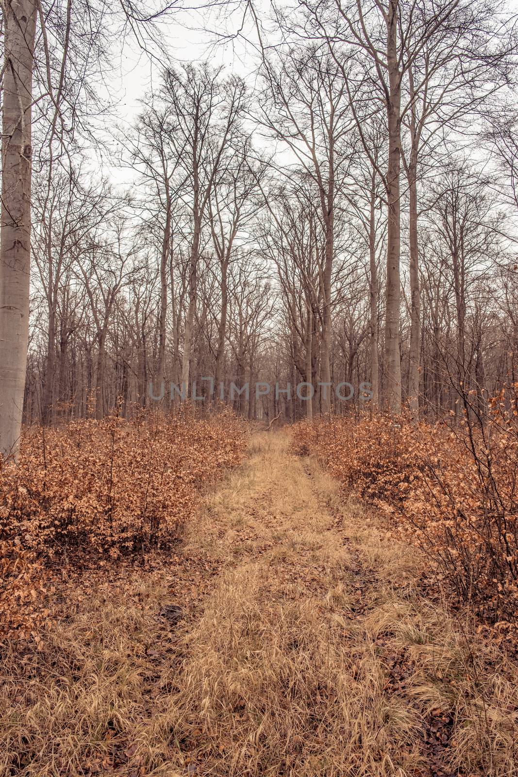 Forest scenery with trees in the autumn