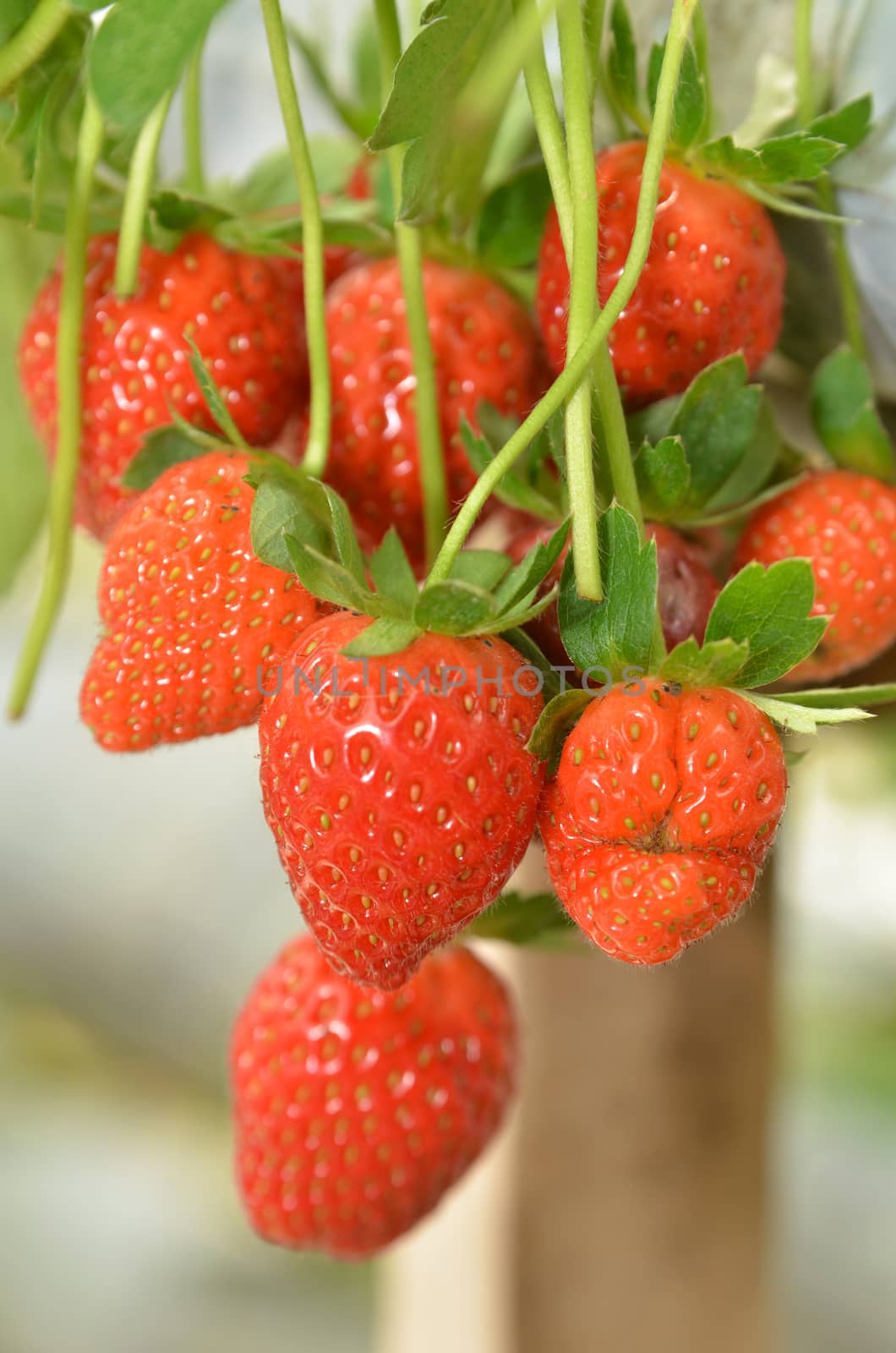 Strawberry growth in the strawberr farm in Genting Malaysia
