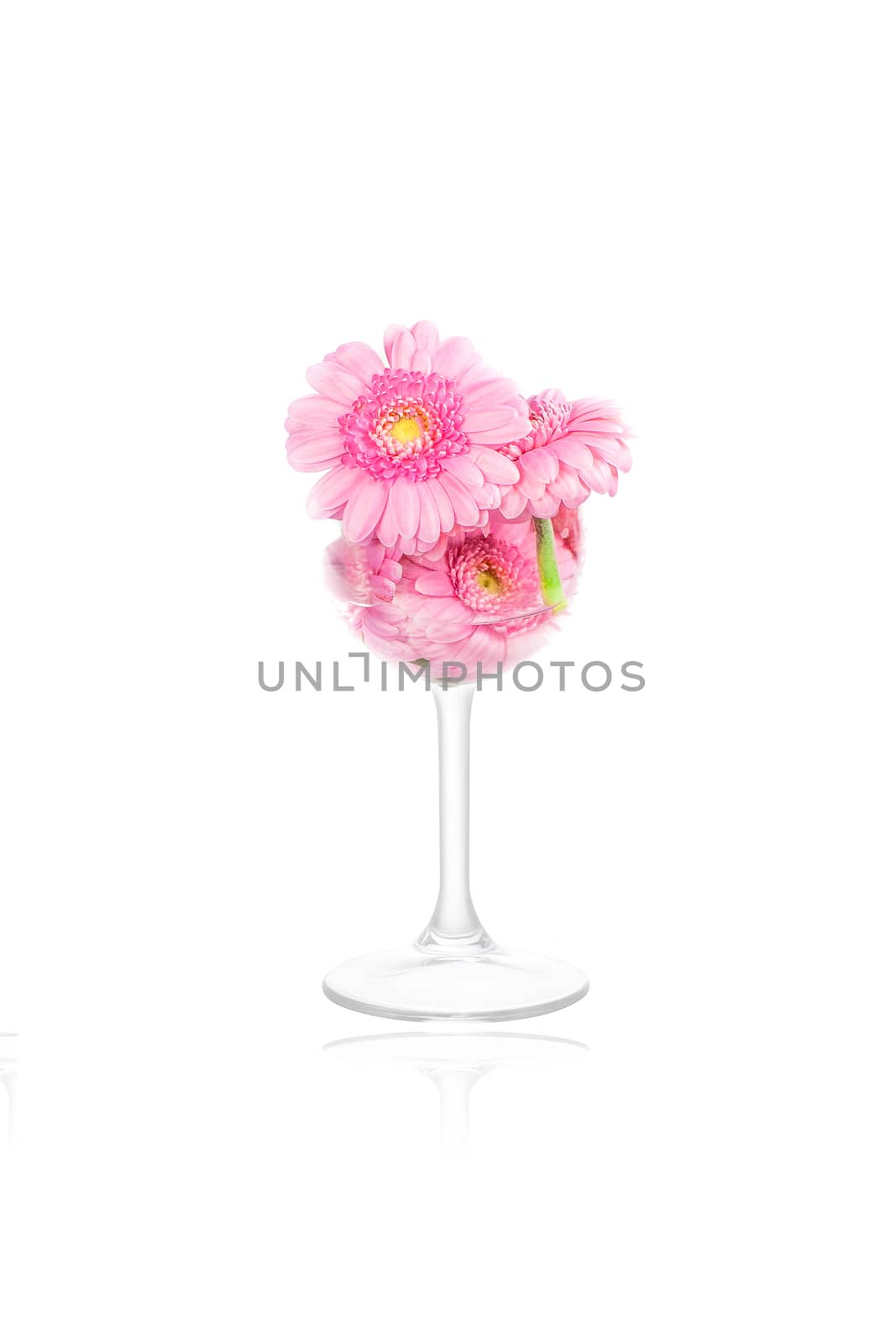 Marguerite flowers in a wine glass on white background