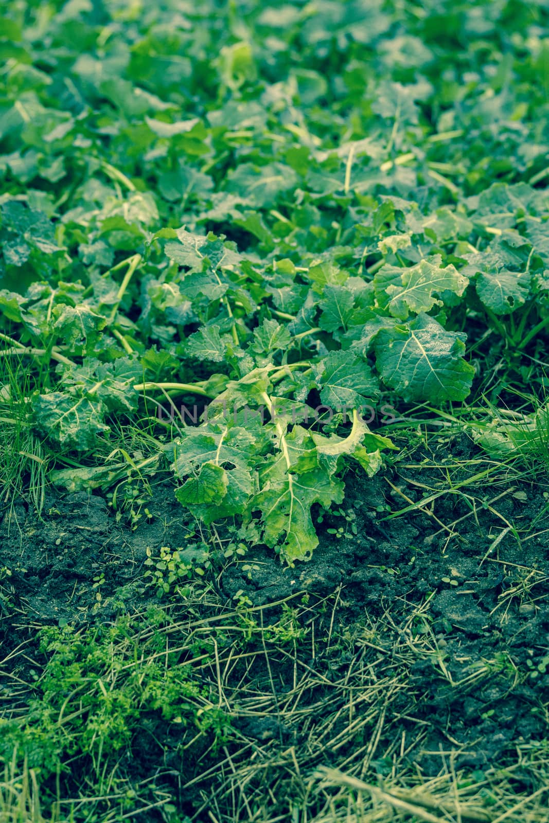Fresh green cabbage on a agricultural field