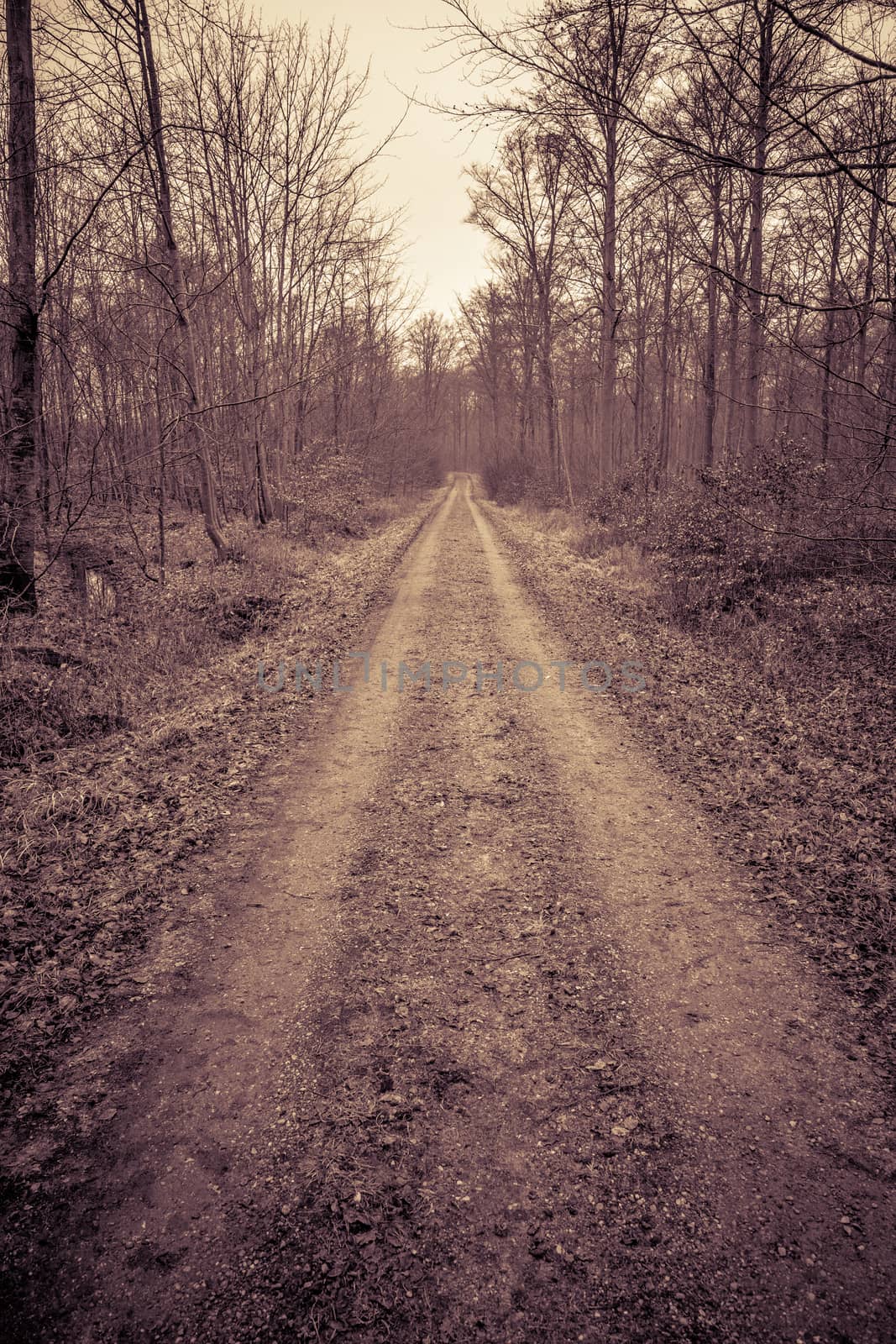 Road in a forest by Sportactive