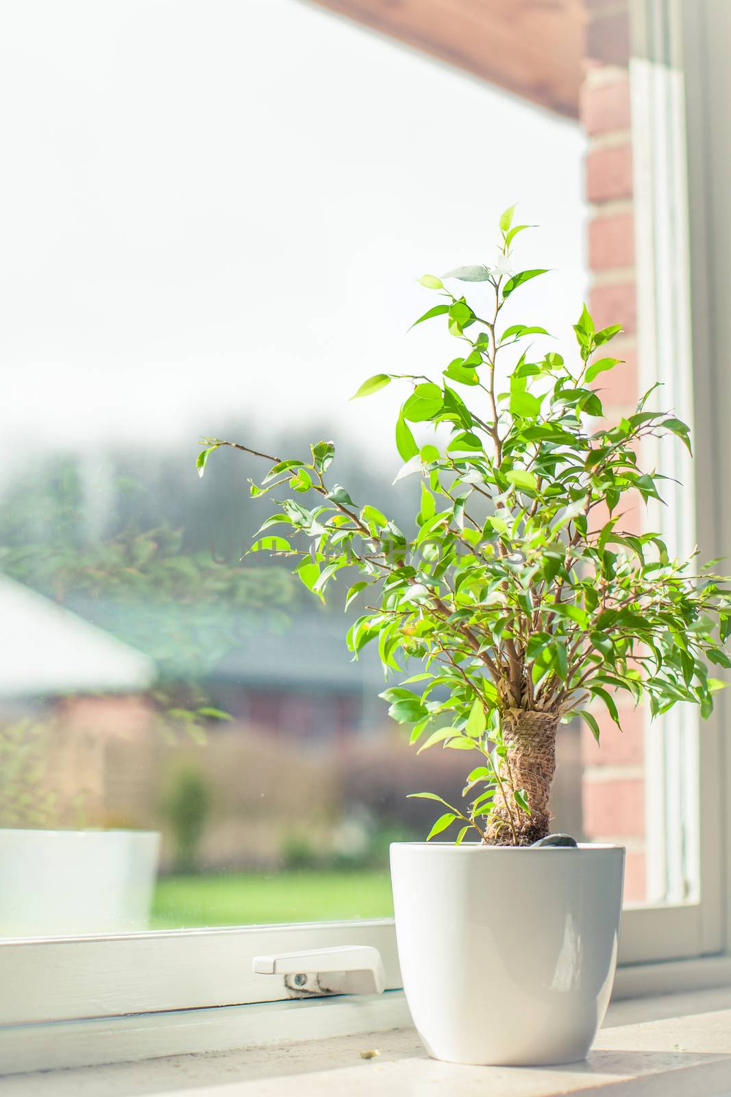 Small green tree in a window