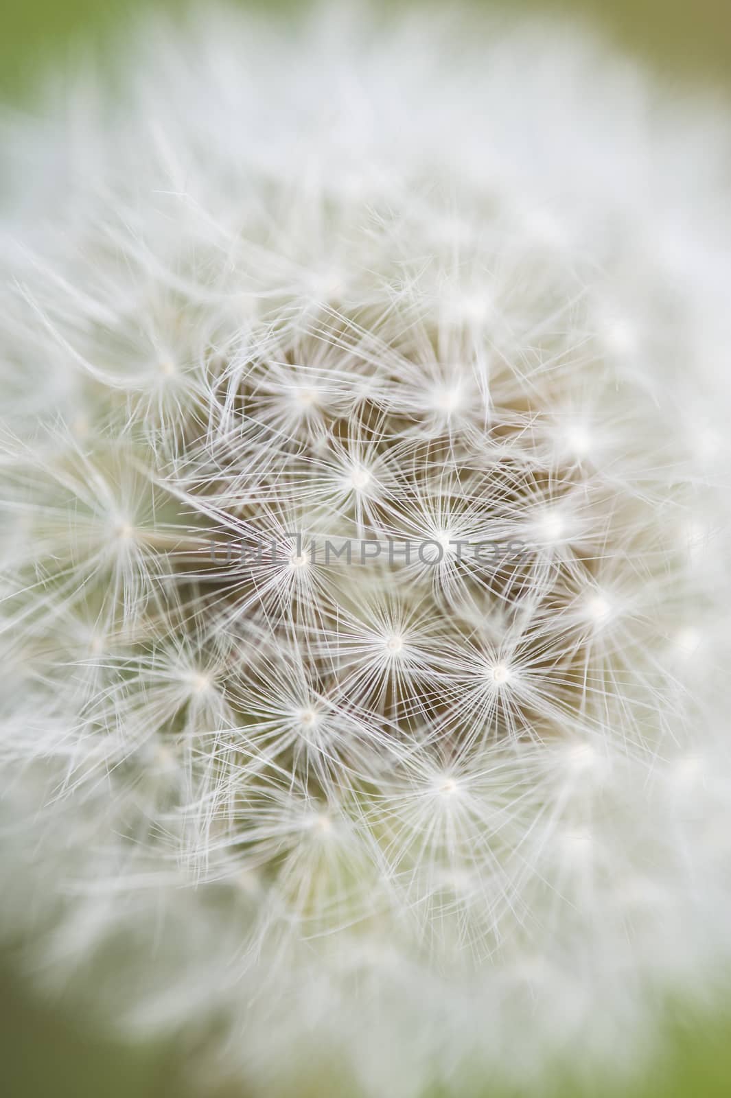 Close up of Dandelion seed head, Taraxacum officinale