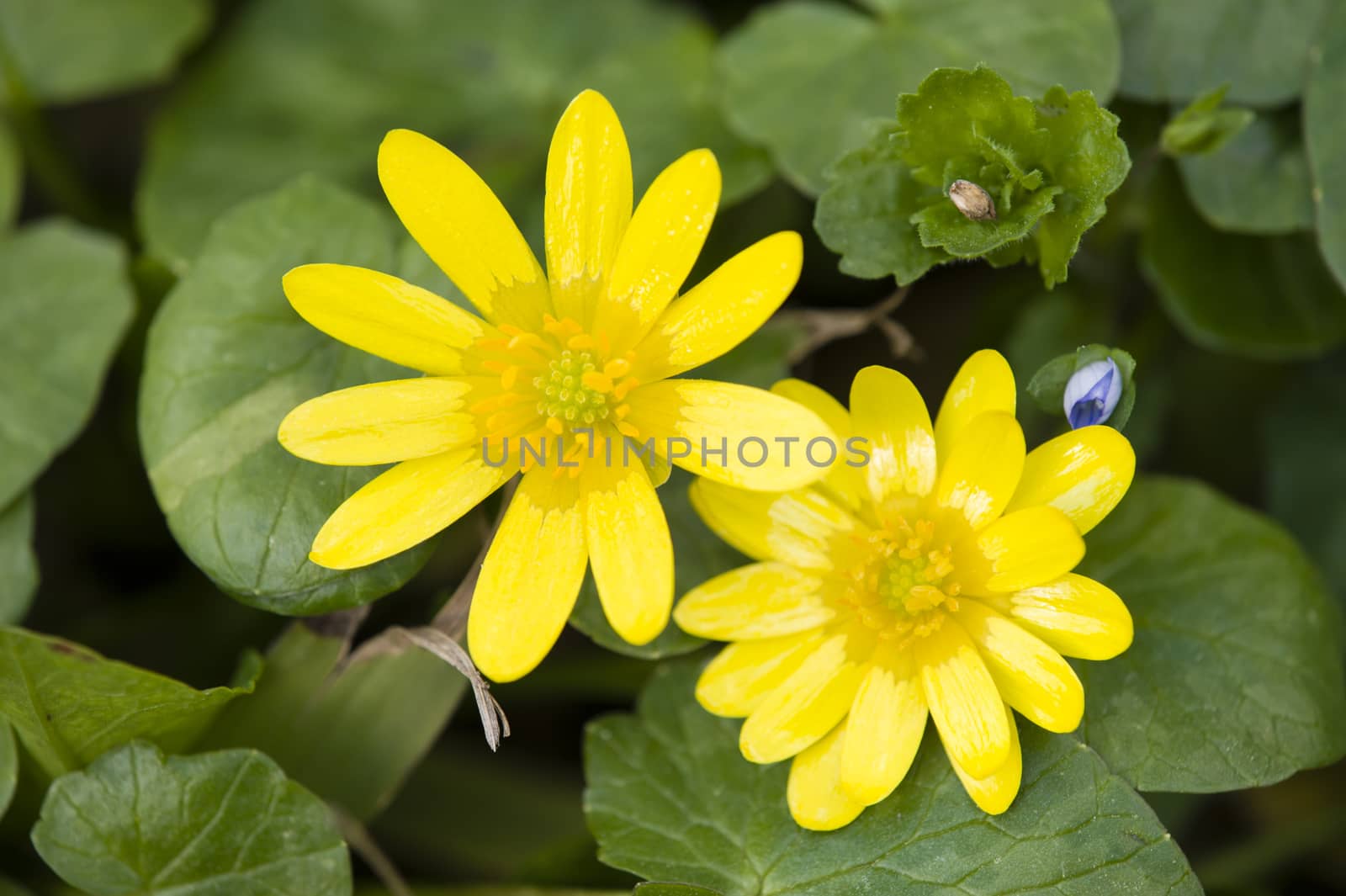 Two daisy yellow flowers on green leaf background