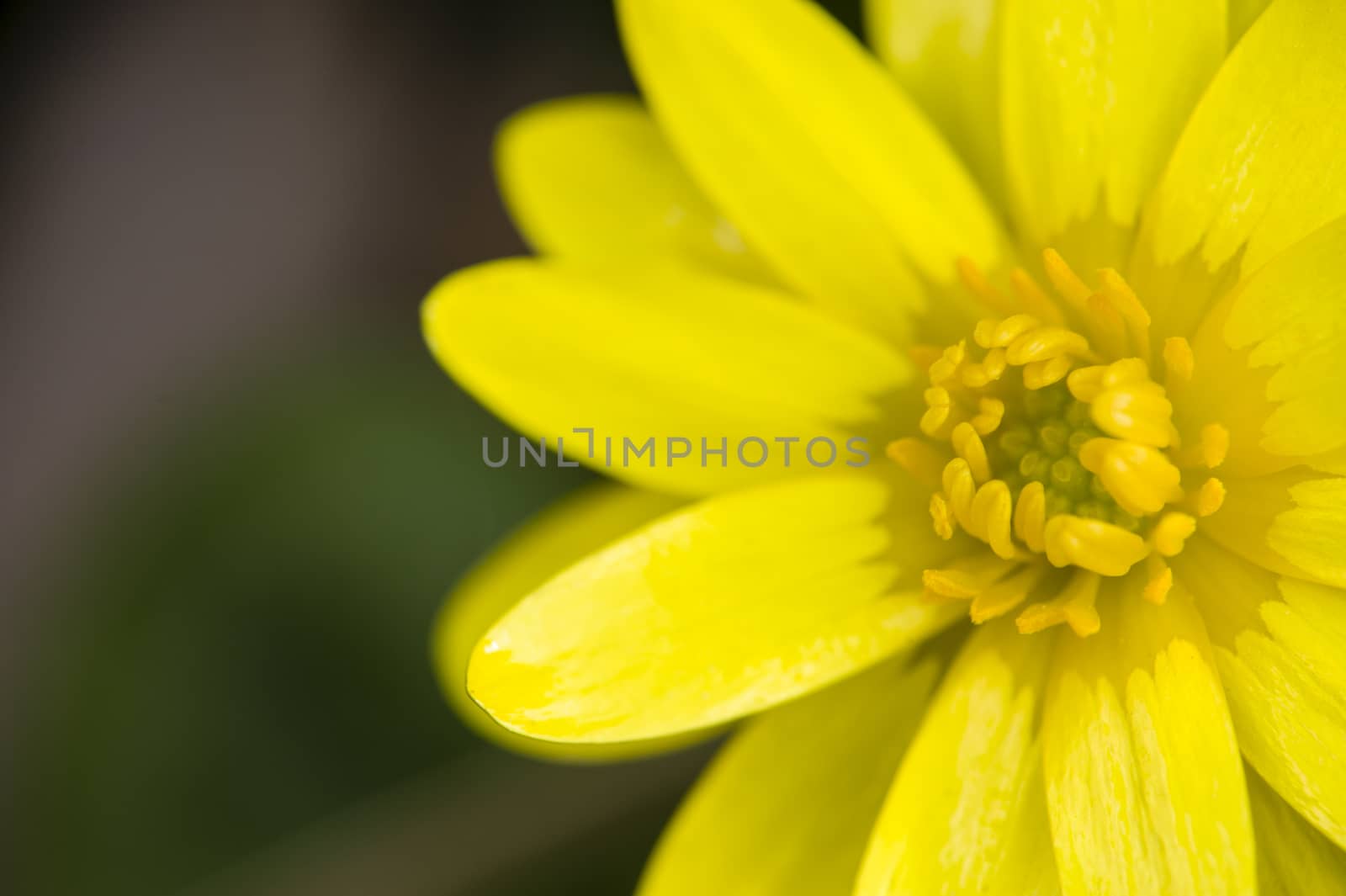 Daisy yellow flowers on green leaf background