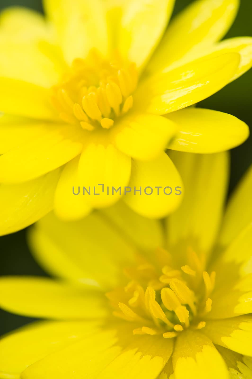 Two daisy yellow flowers on green leaf background