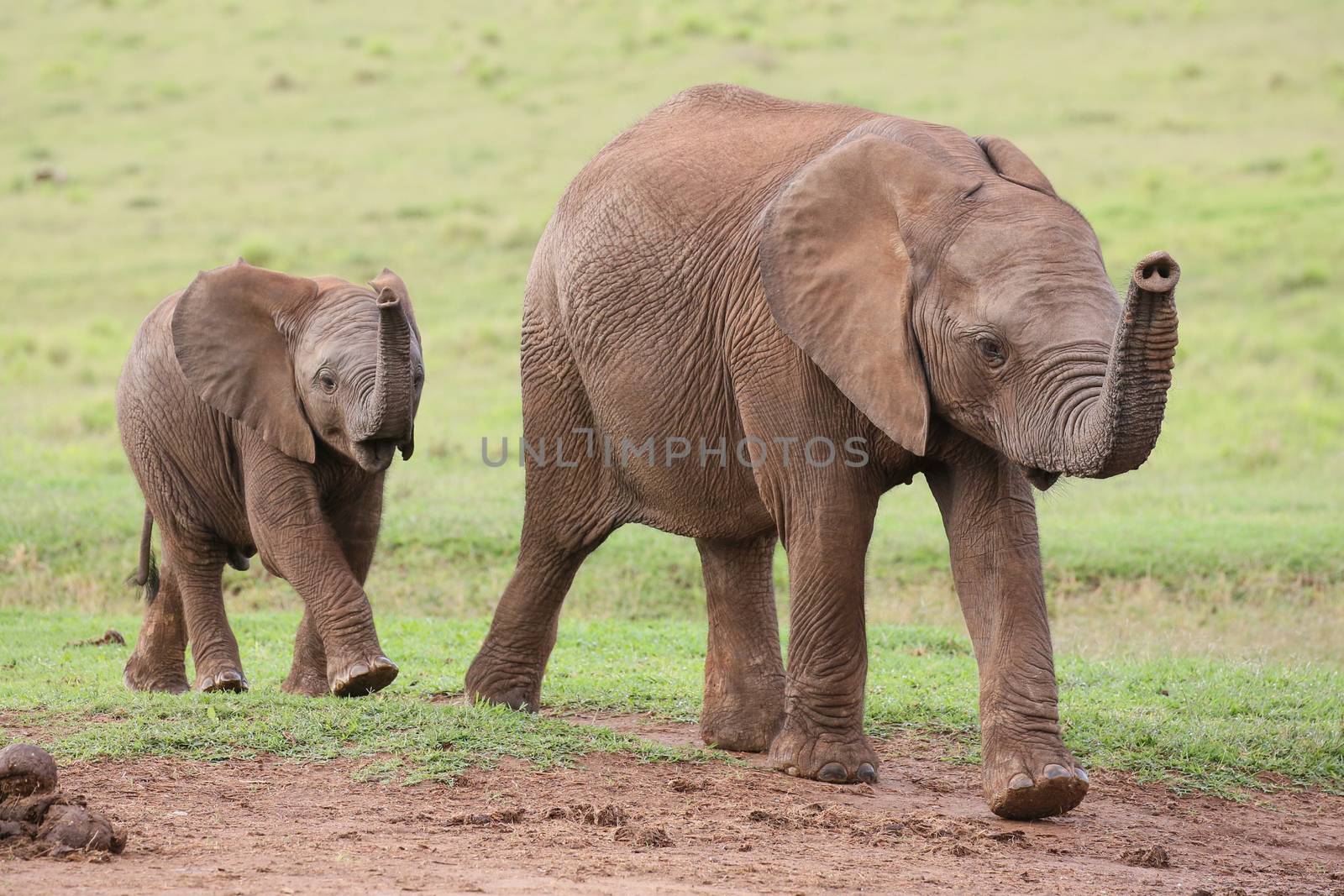 Young family of African elephants walking across the green grass