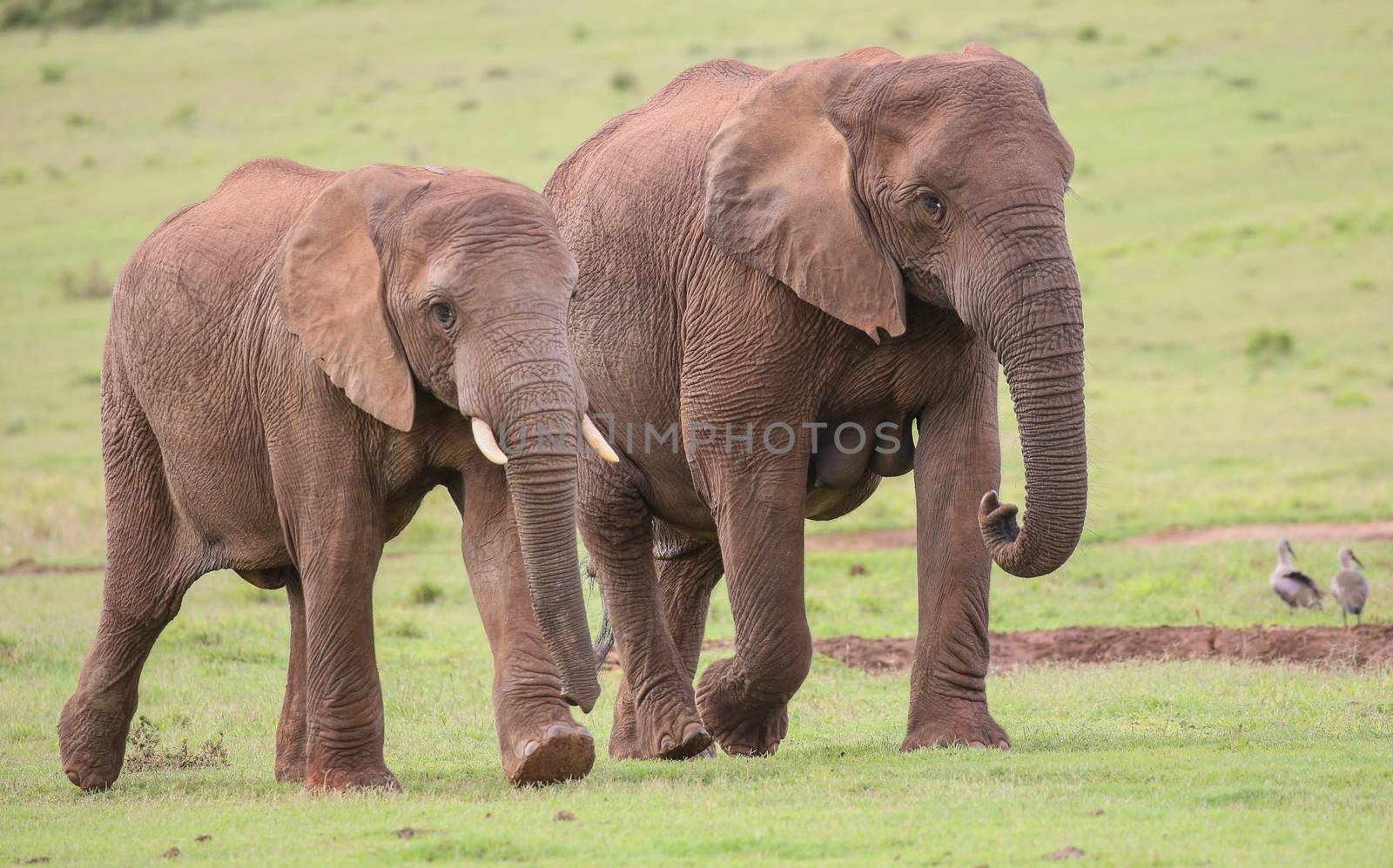 African Elephant Herd by fouroaks