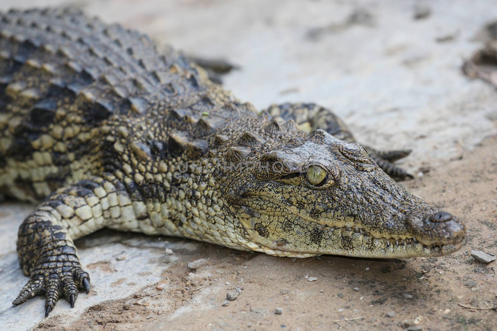 Crocodile Reptle Portrait by fouroaks