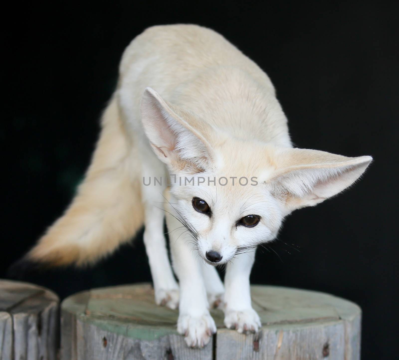 Beautiful little fennic desert fox with very large ears