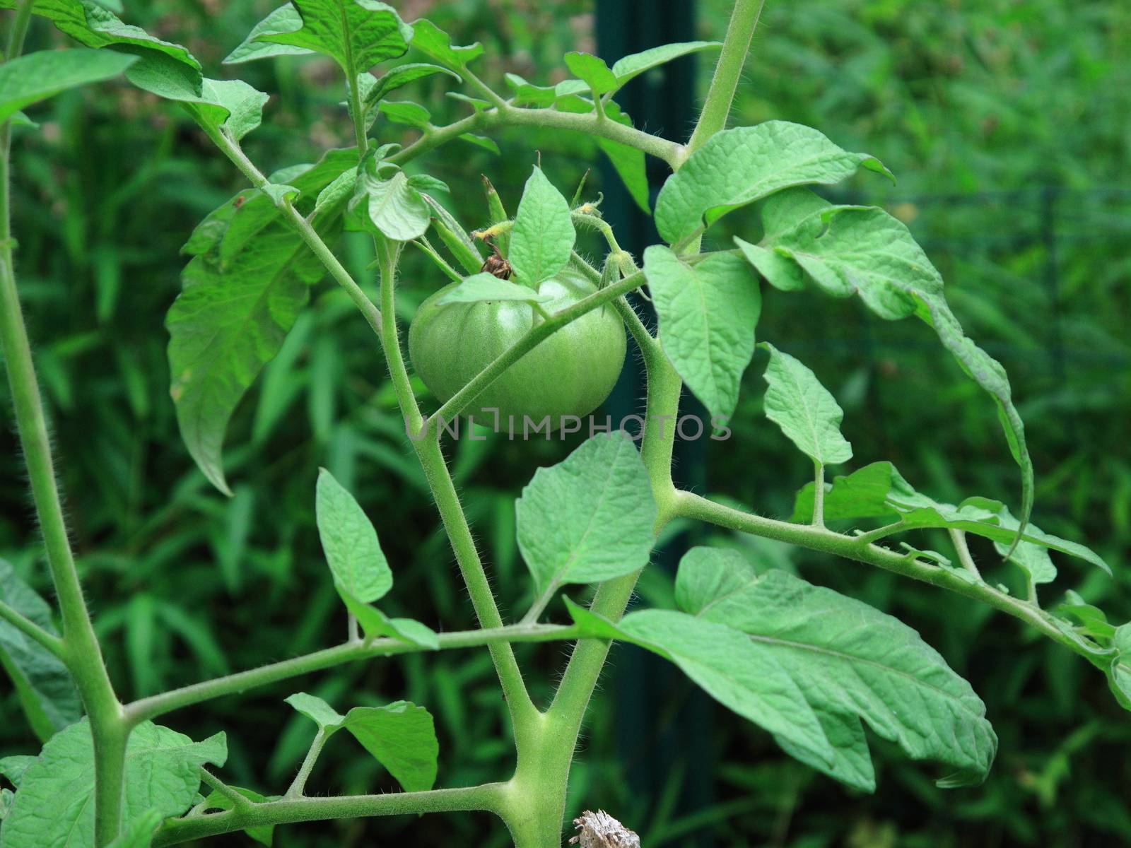 Unripe tomato plants in a garden.