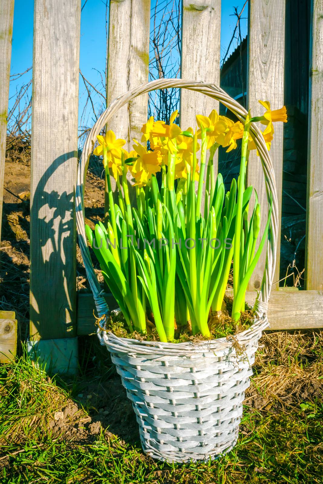 Basket with yellow daffodils in the garden
