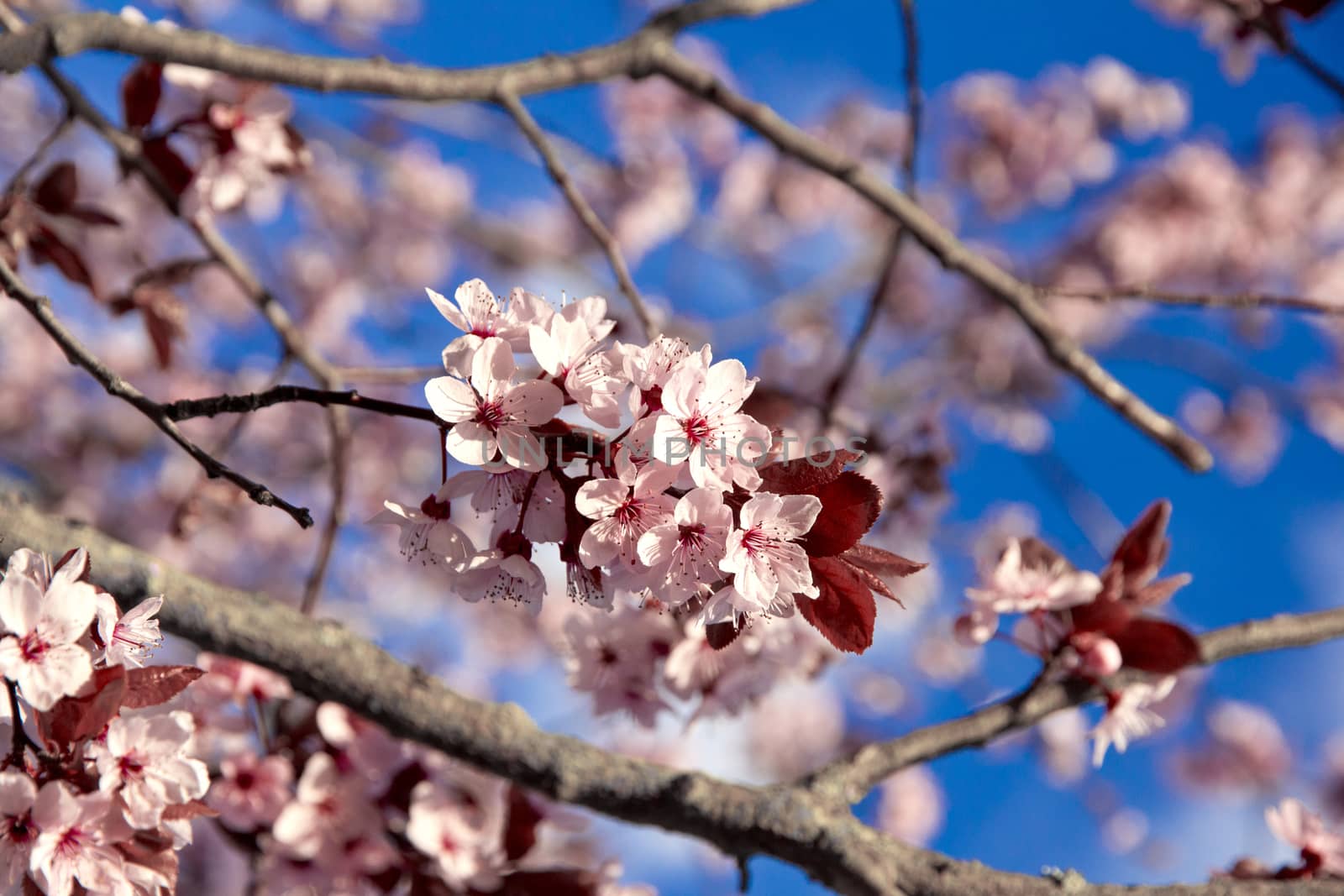 Cherry blossoms in spring on the blue sky can use as background 