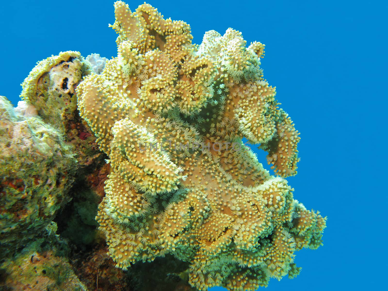 coral reef with great soft yellow coral at the bottom of tropical sea on blue water background, underwater