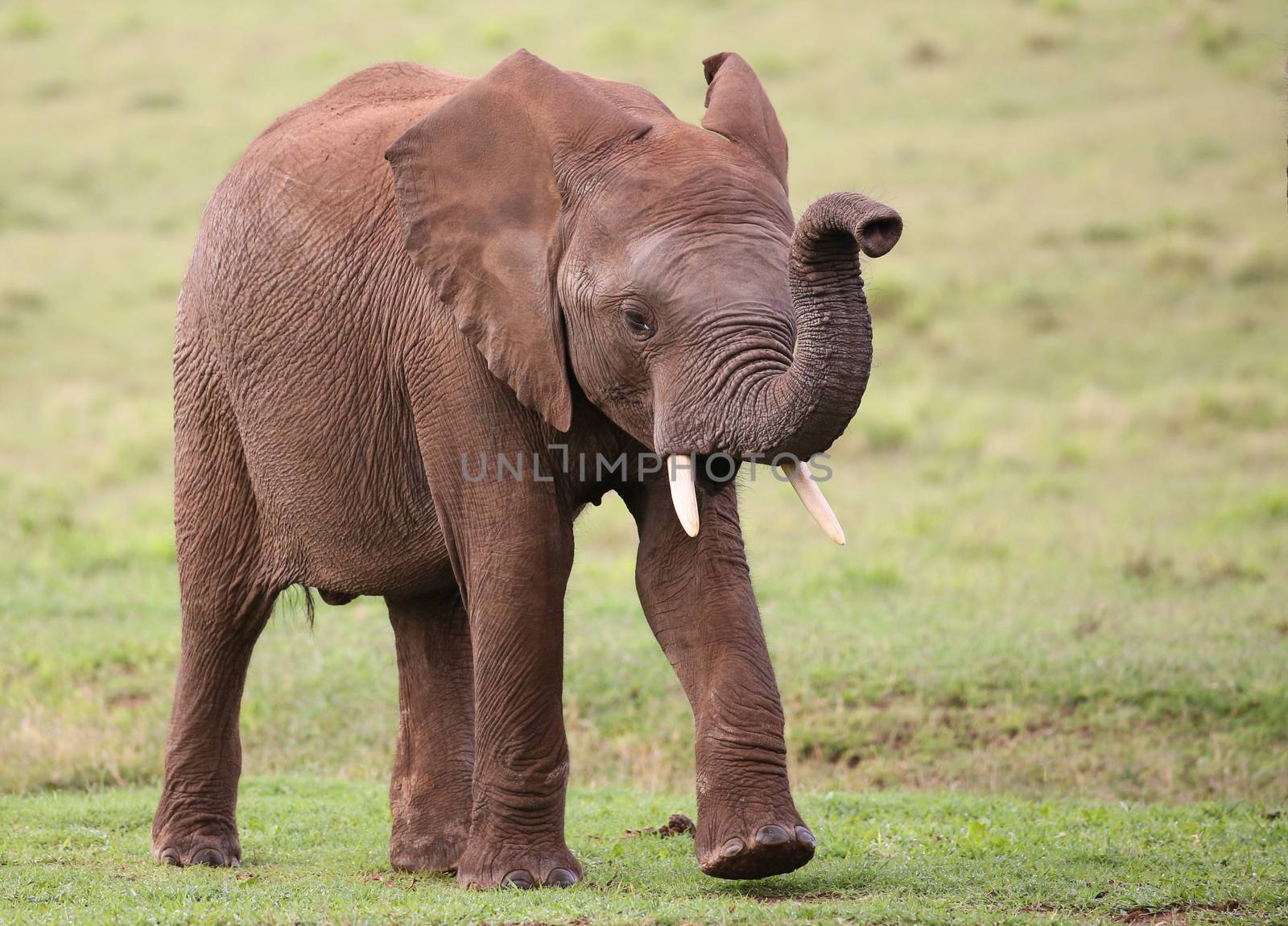 African Elephant Male by fouroaks