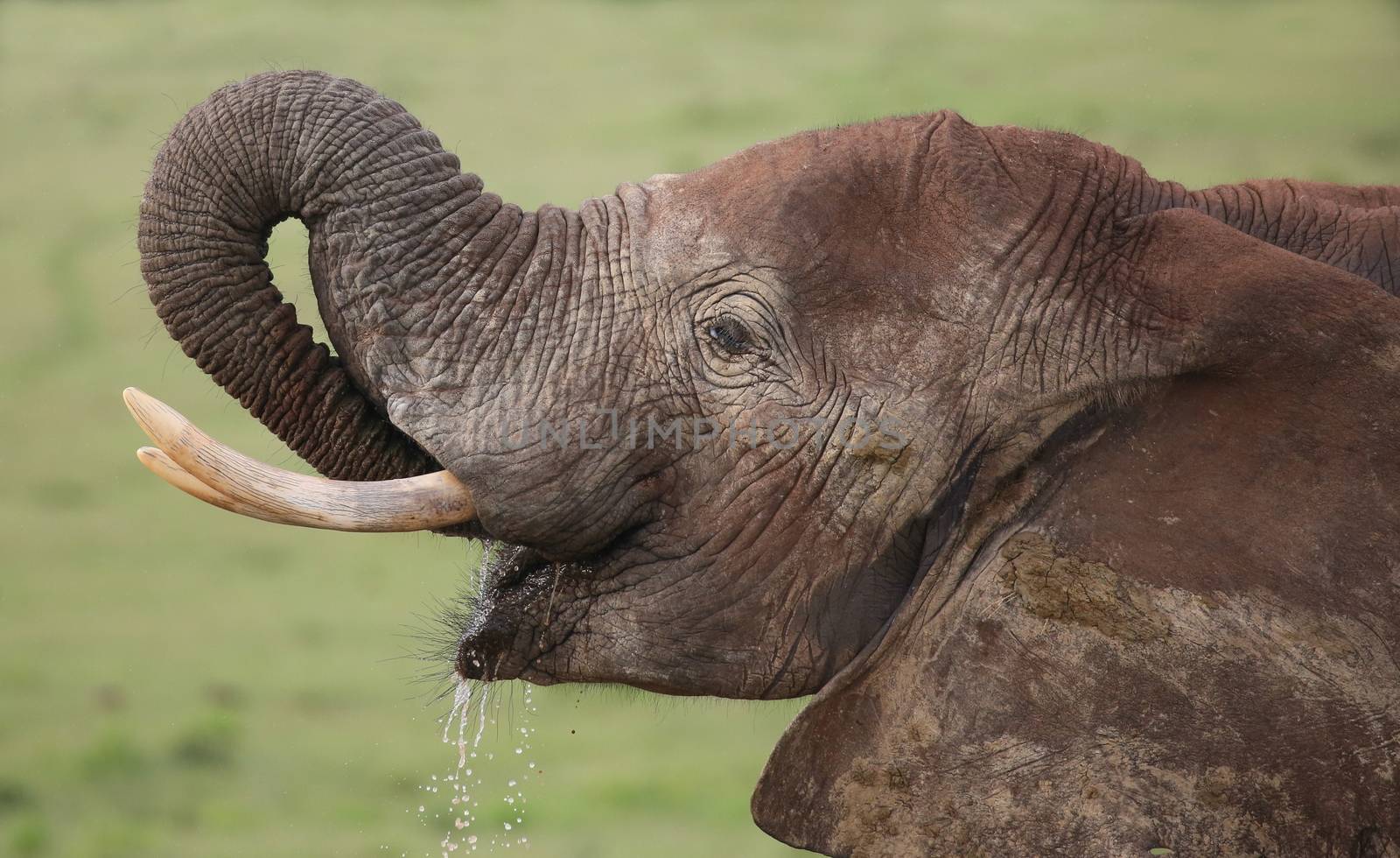 Large male African elephant with tusks drinking water