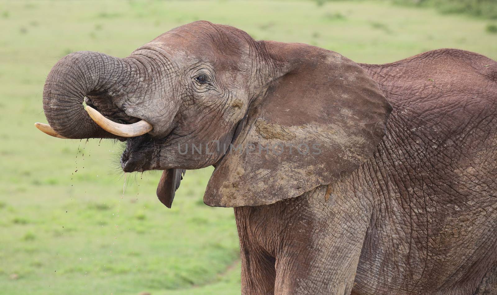Large male African elephant with trunk extended smelling for water