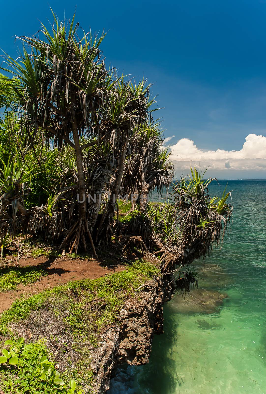 Fading tropical trees and cactuses standing on the edge of the cliff that is overhung above the turquoise water of the Indian ocean.