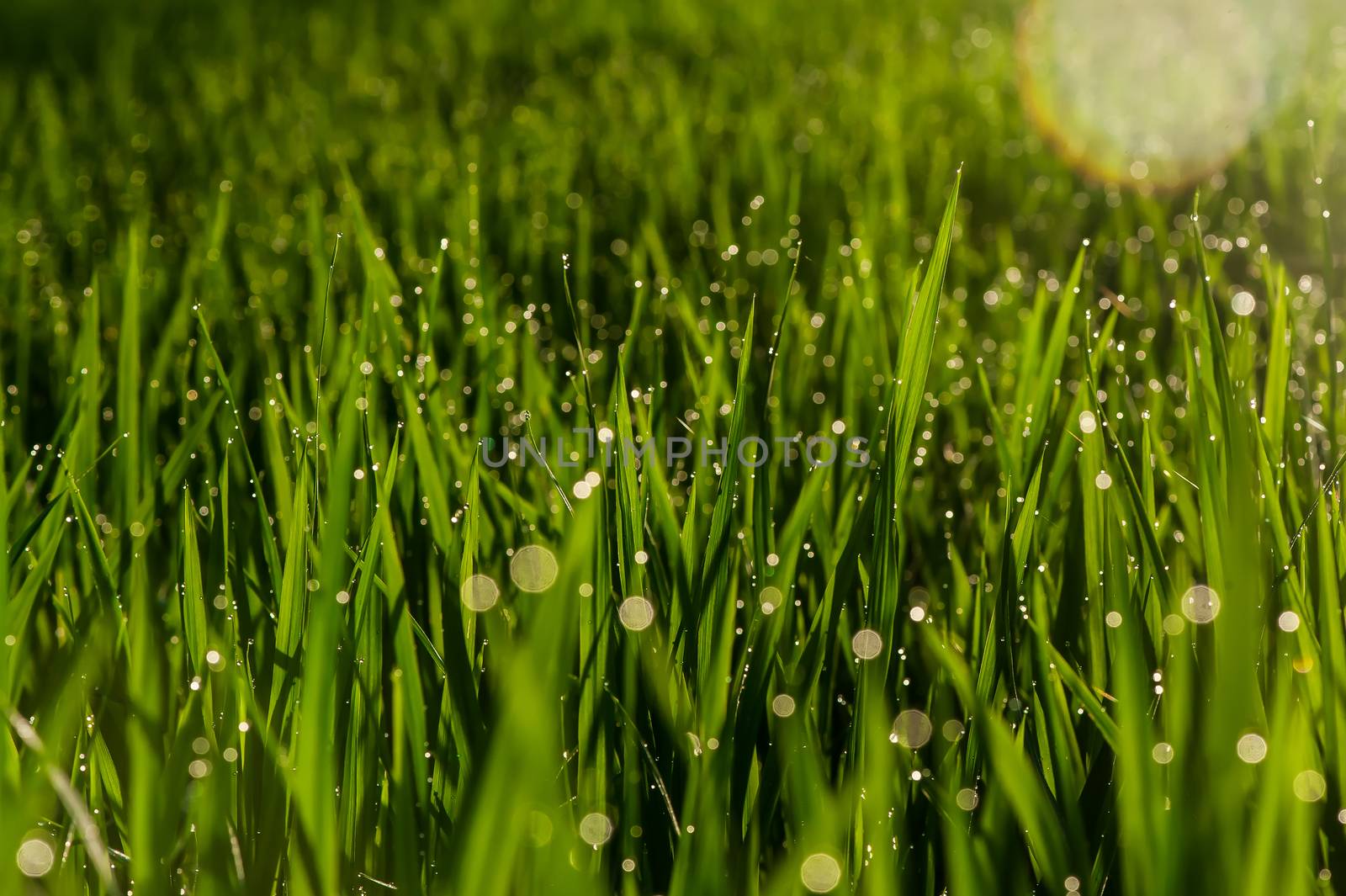 Rice paddy at the morning time, covered with crystal clean dew drops. The focus is blurred. The object is extra sharp. Close-up of the grass.