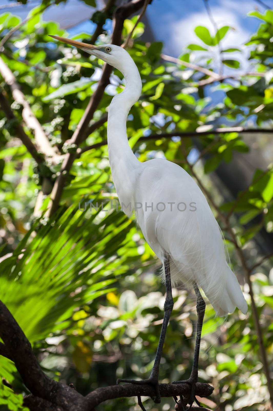 Heron sitting on brunch, in a jungle.