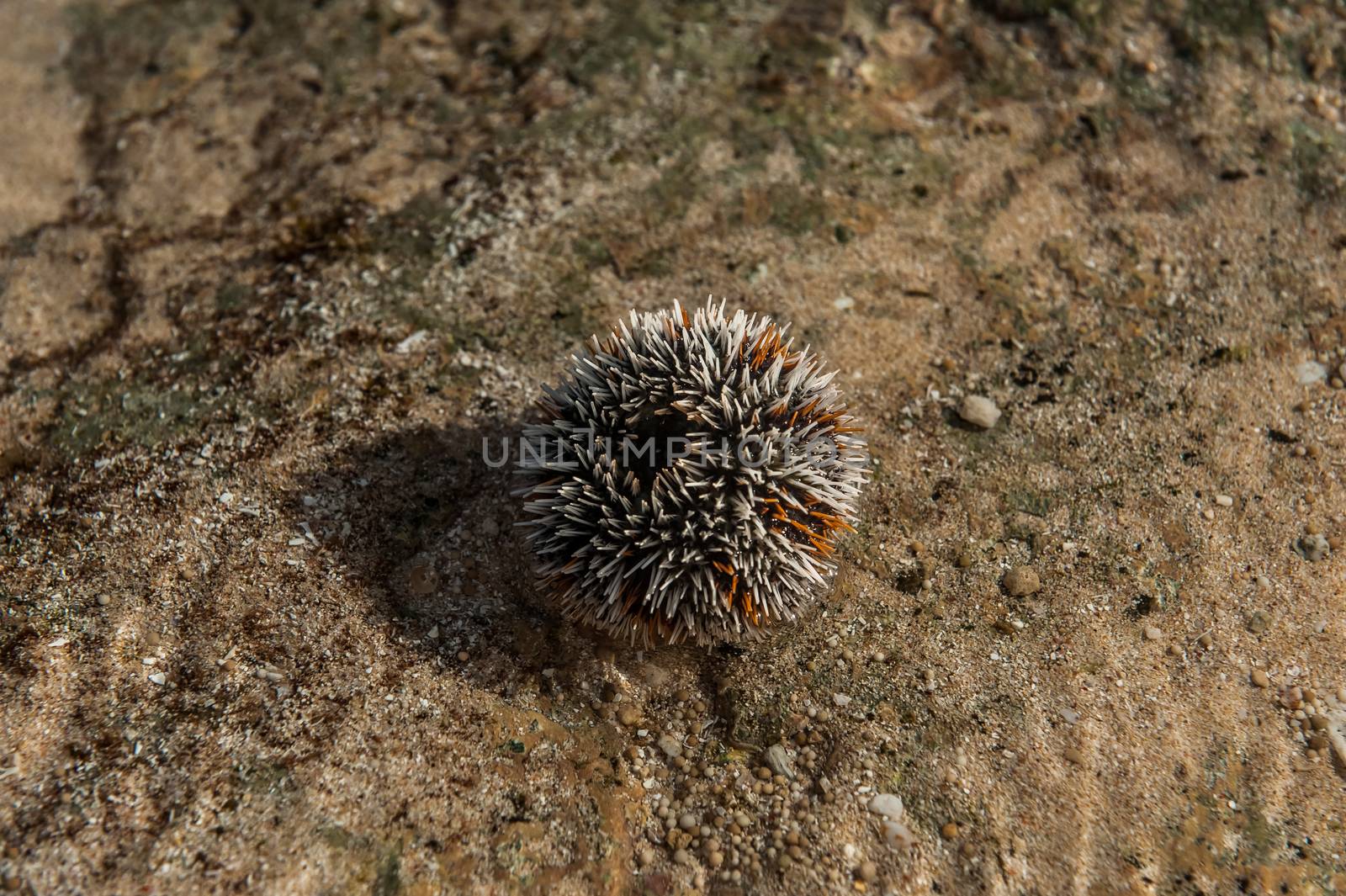 Sea Urchin. by levvortman