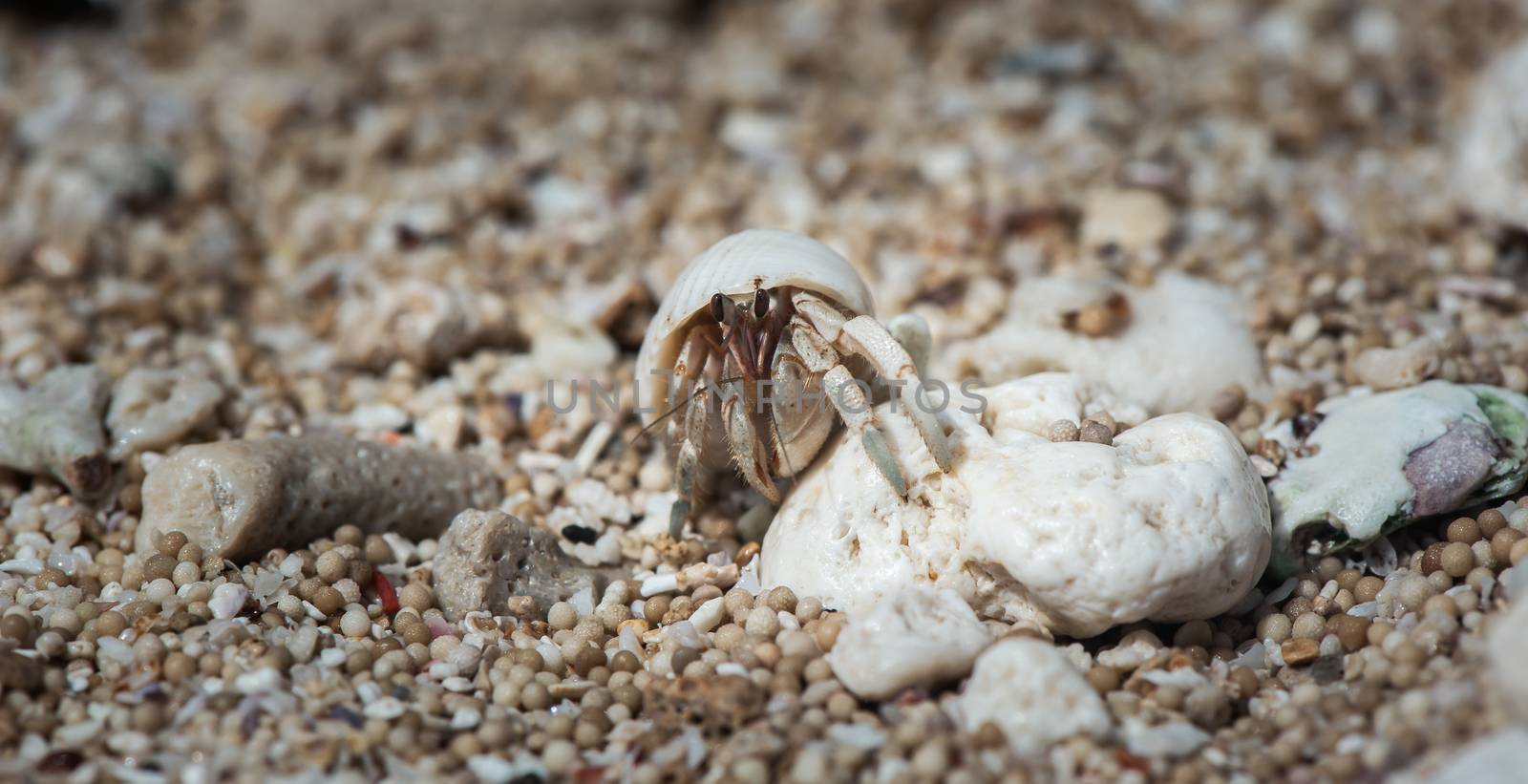 Scene of a herbit crab lifetime.  Admiring with the surrounding beauty, or may be thinking about his previous lives.