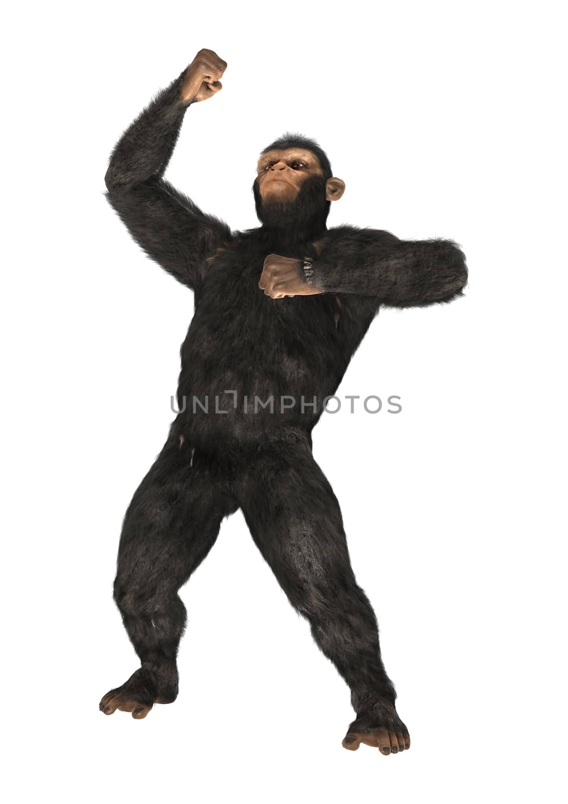 3D digital render of a big chimpanzee isolated on white background