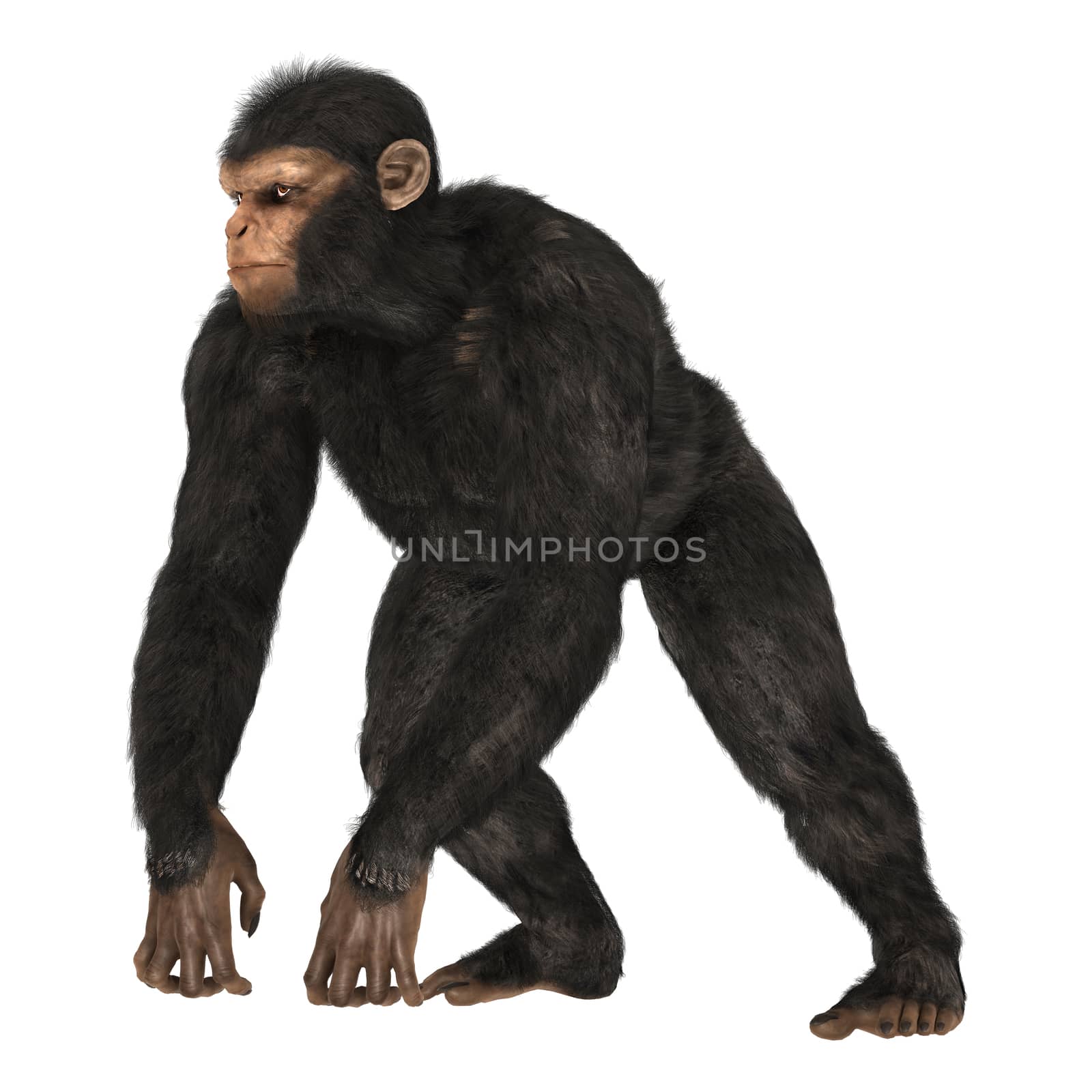 3D digital render of a big chimpanzee isolated on white background