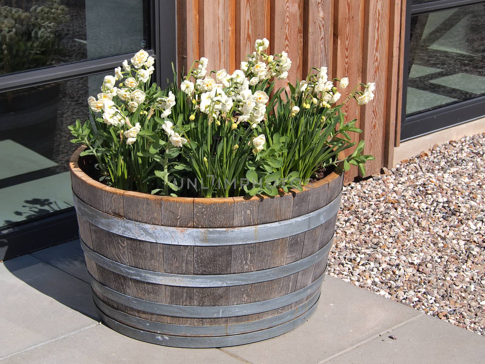 Bunch of white flowers in an old decorative wooden barrel by a house    