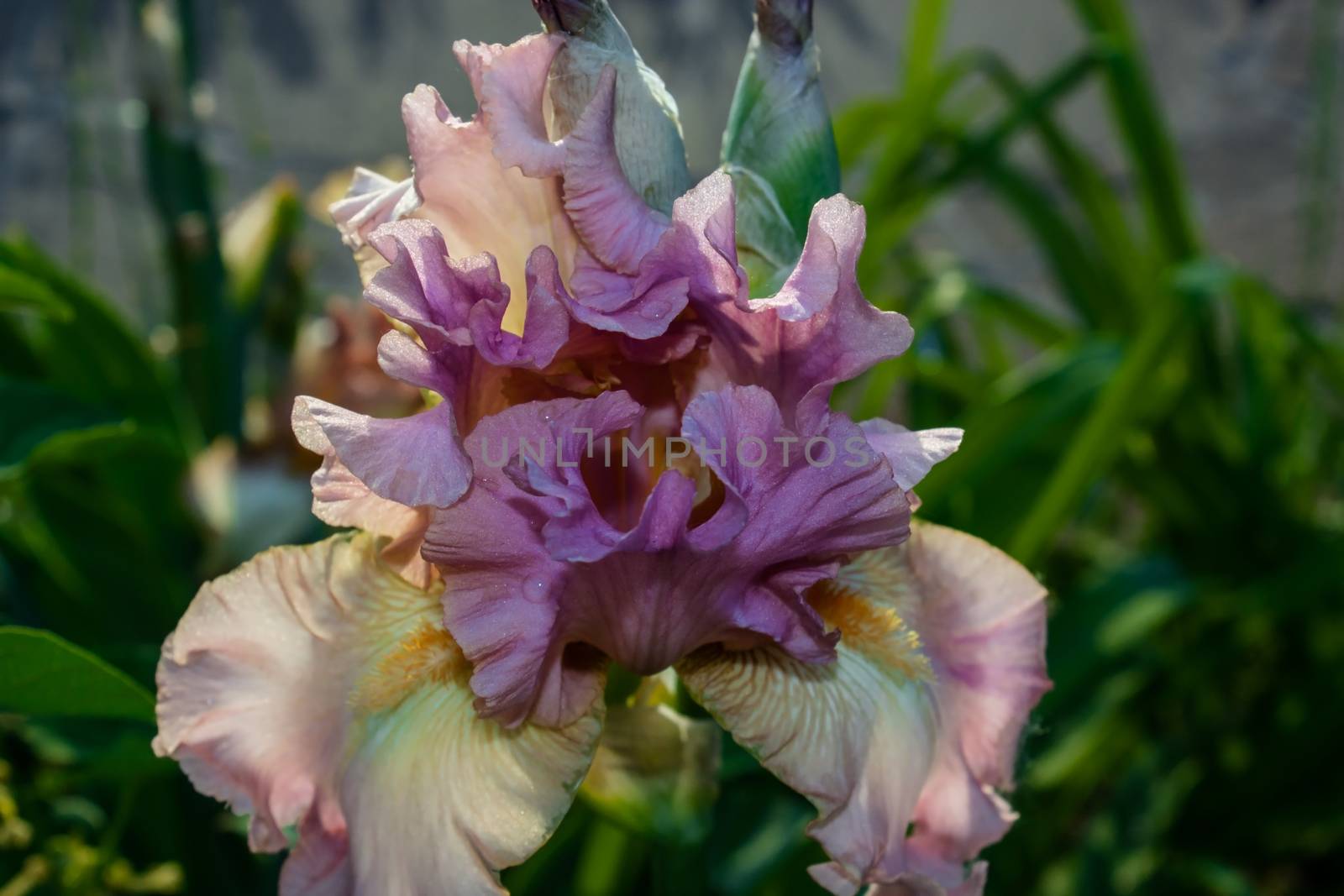 Beautiful blossoming iris flower in the garden, green background