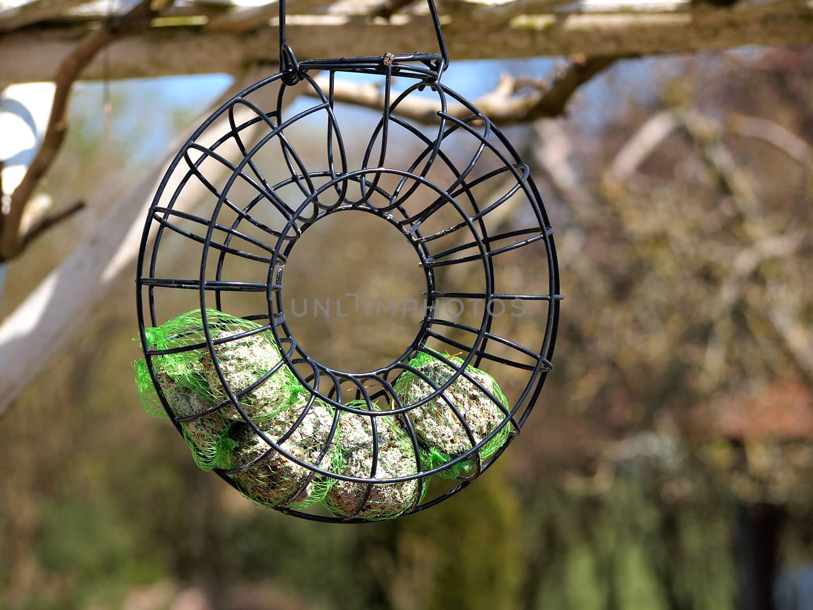 Birds feeder made of a metal ring hanged on a tree in a garden