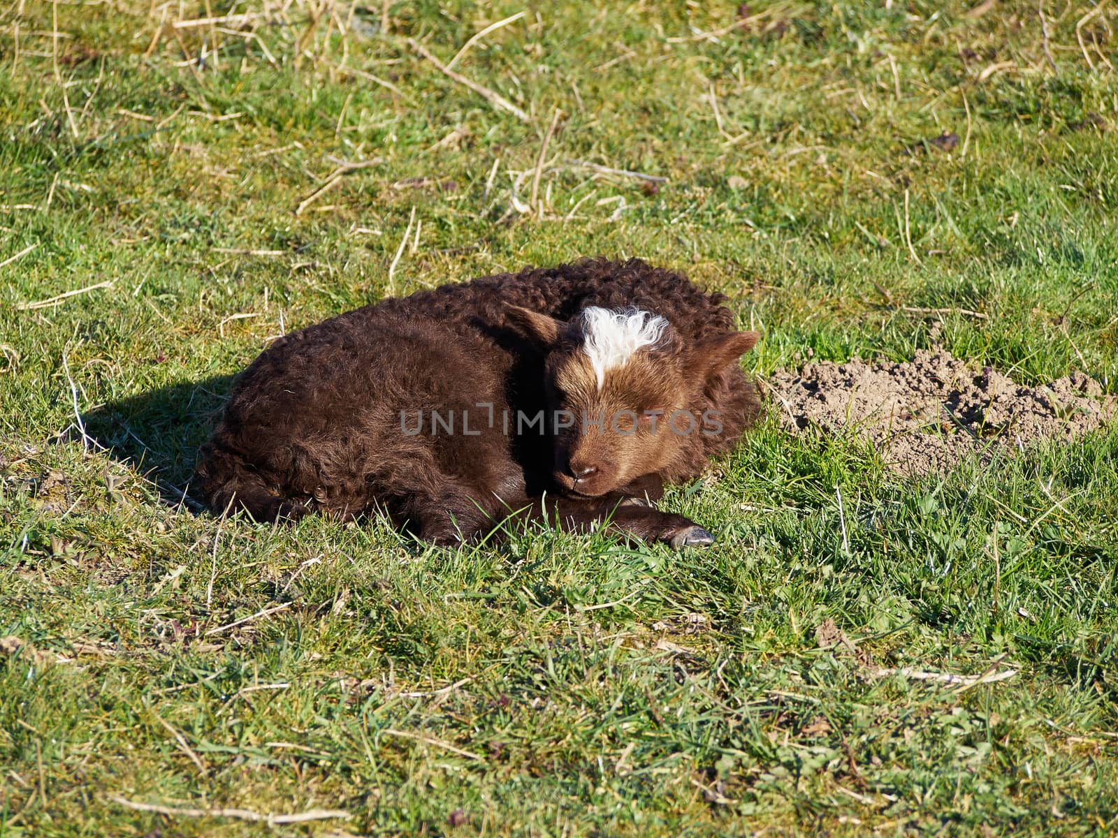 Cute brown young lamb sleeps in a field