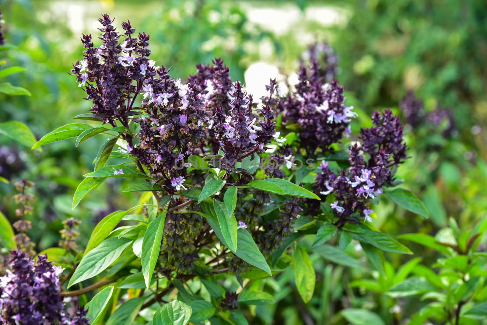 Fresh basil and blossom in the plantation