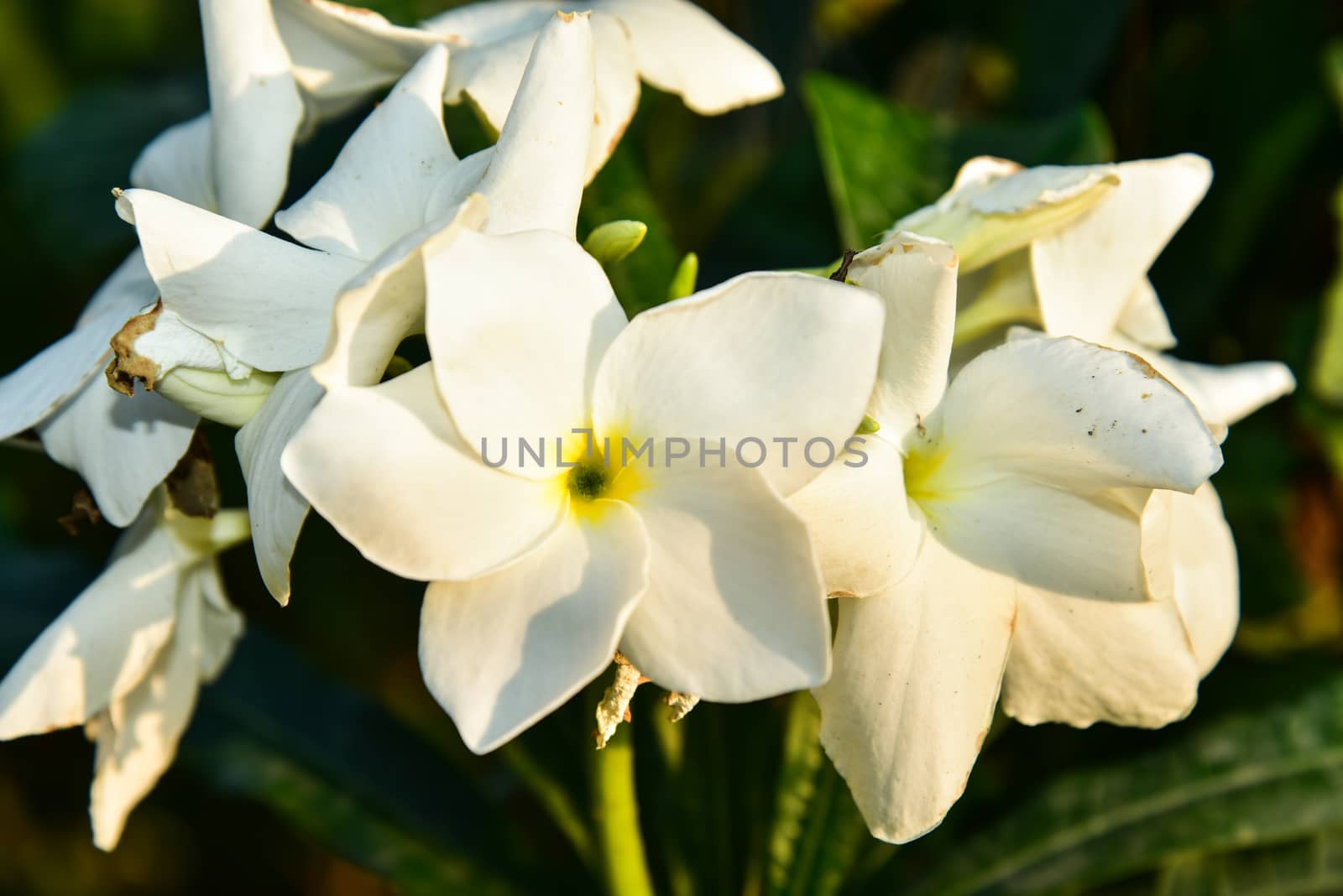 Frangipani flower