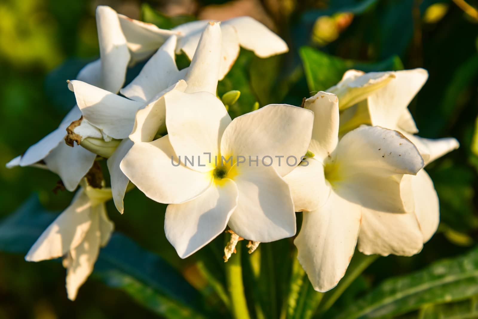 Frangipani flower