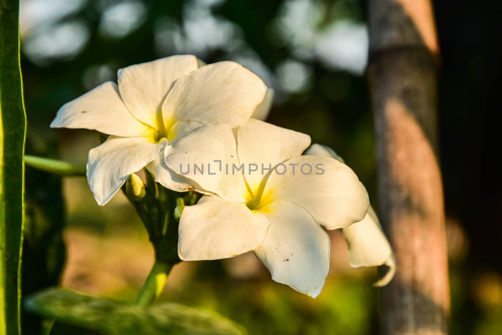 Frangipani flower