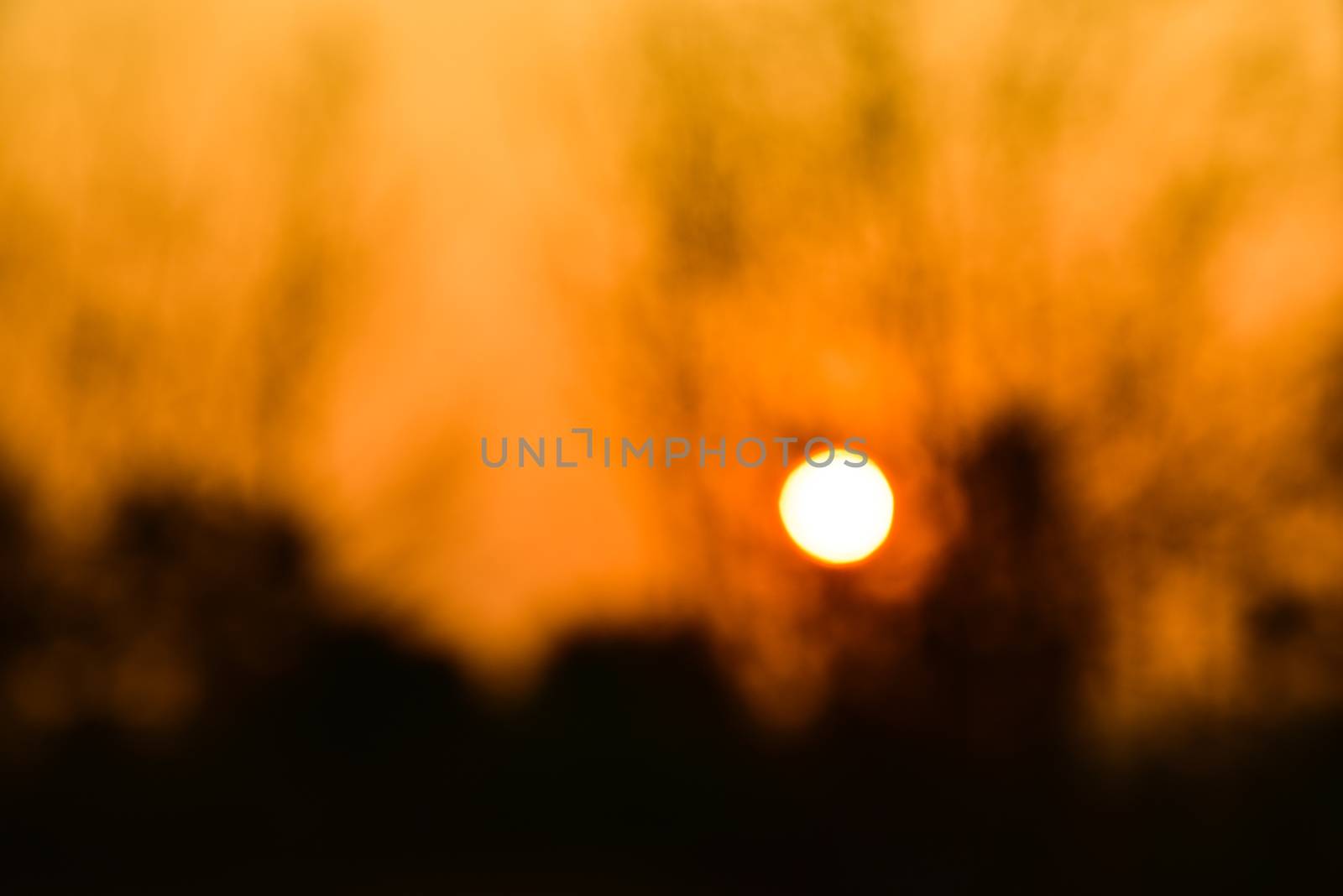 Dead tree in the sunset with a bright orange background