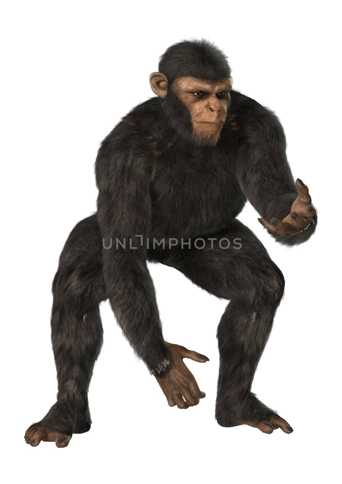 3D digital render of a big chimpanzee isolated on white background