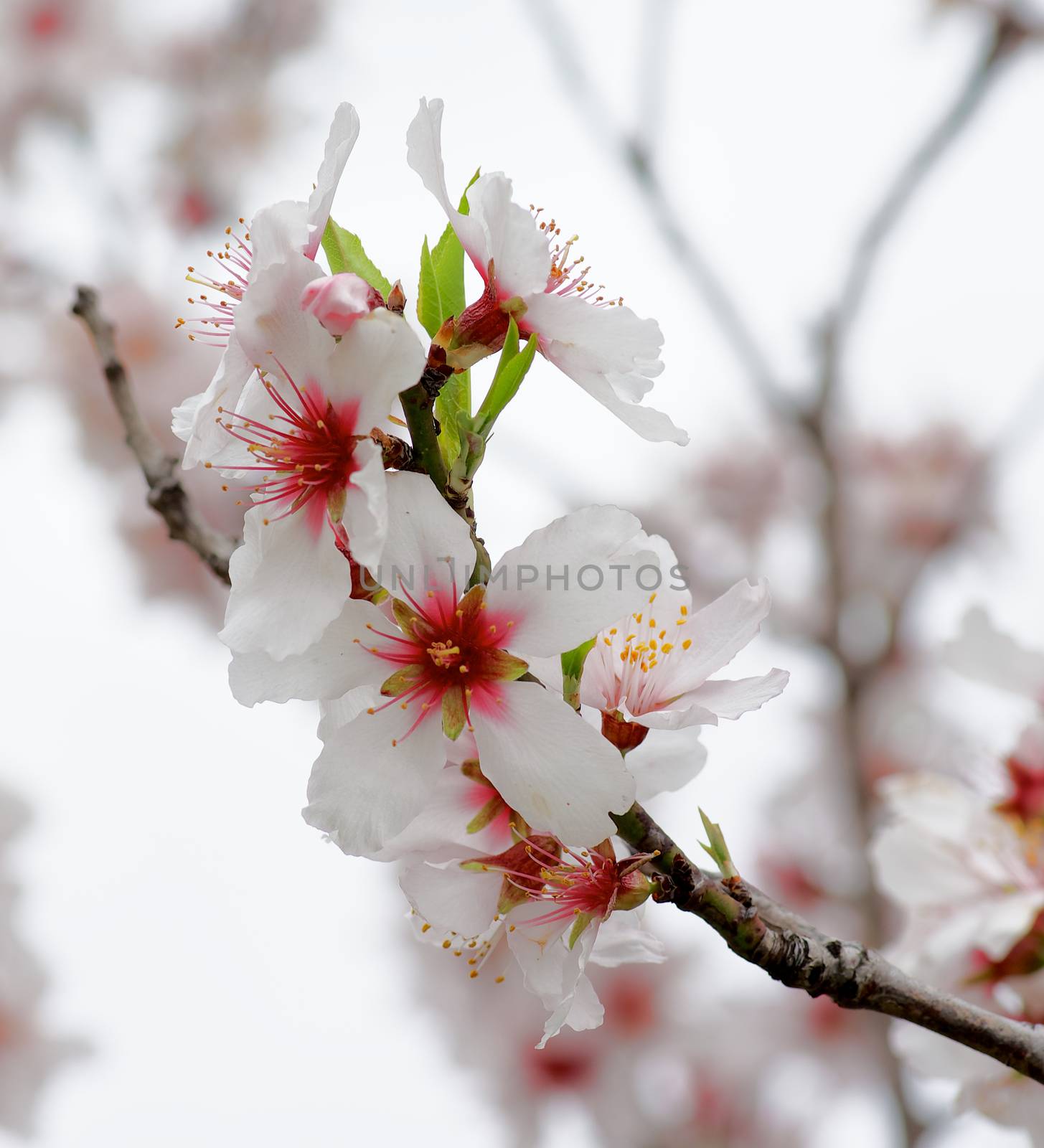 Cherry Blossom by zhekos